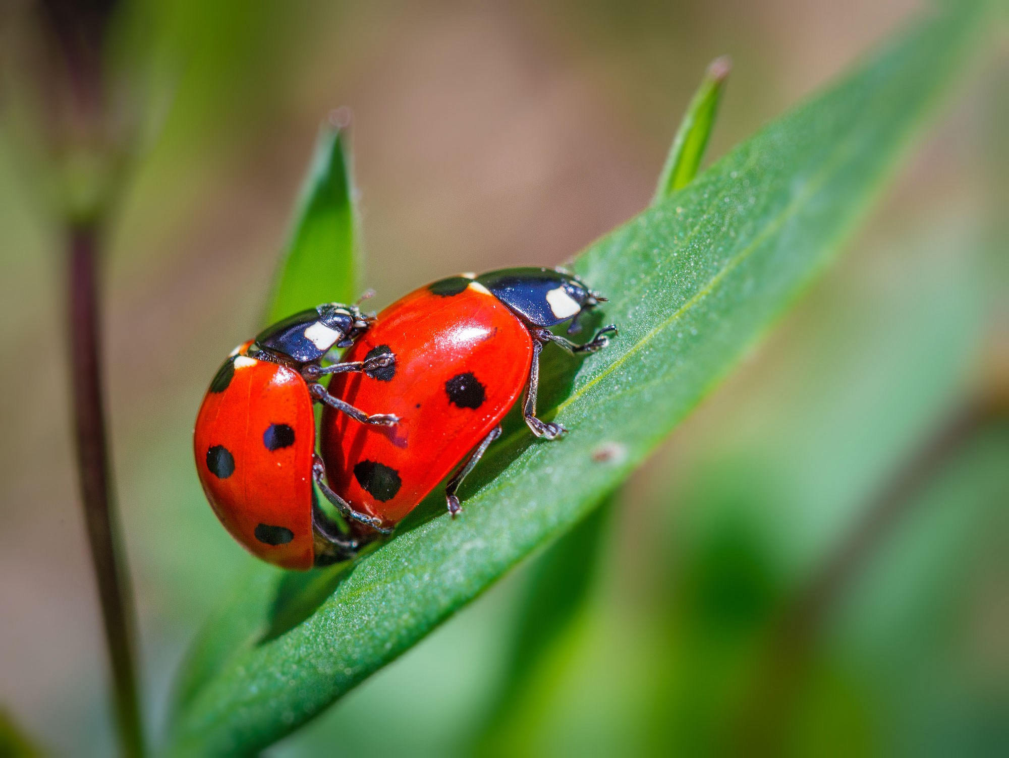 свадебный фотограф Геленджик