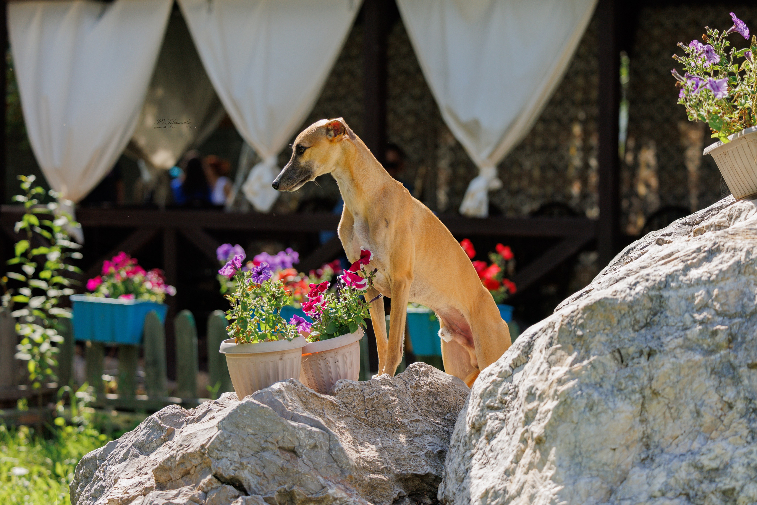 Астана 2хCACIB 17-18.08.2024. Фотограф-анималист Юлия Германика