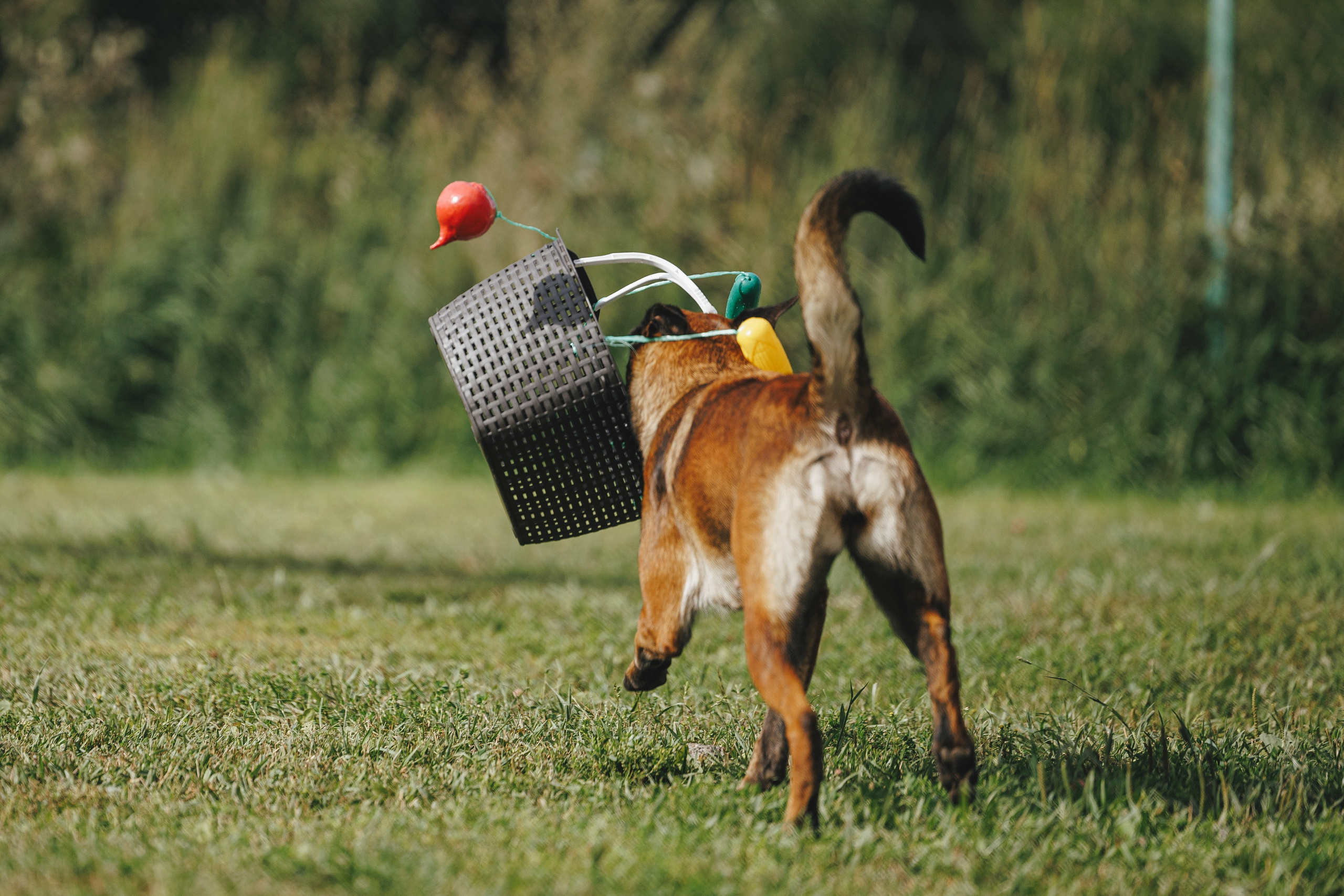 08.08.25-10.08.25 ЧР по мондьорингу г. Вологда. Фотограф-анималист Анна Маринич