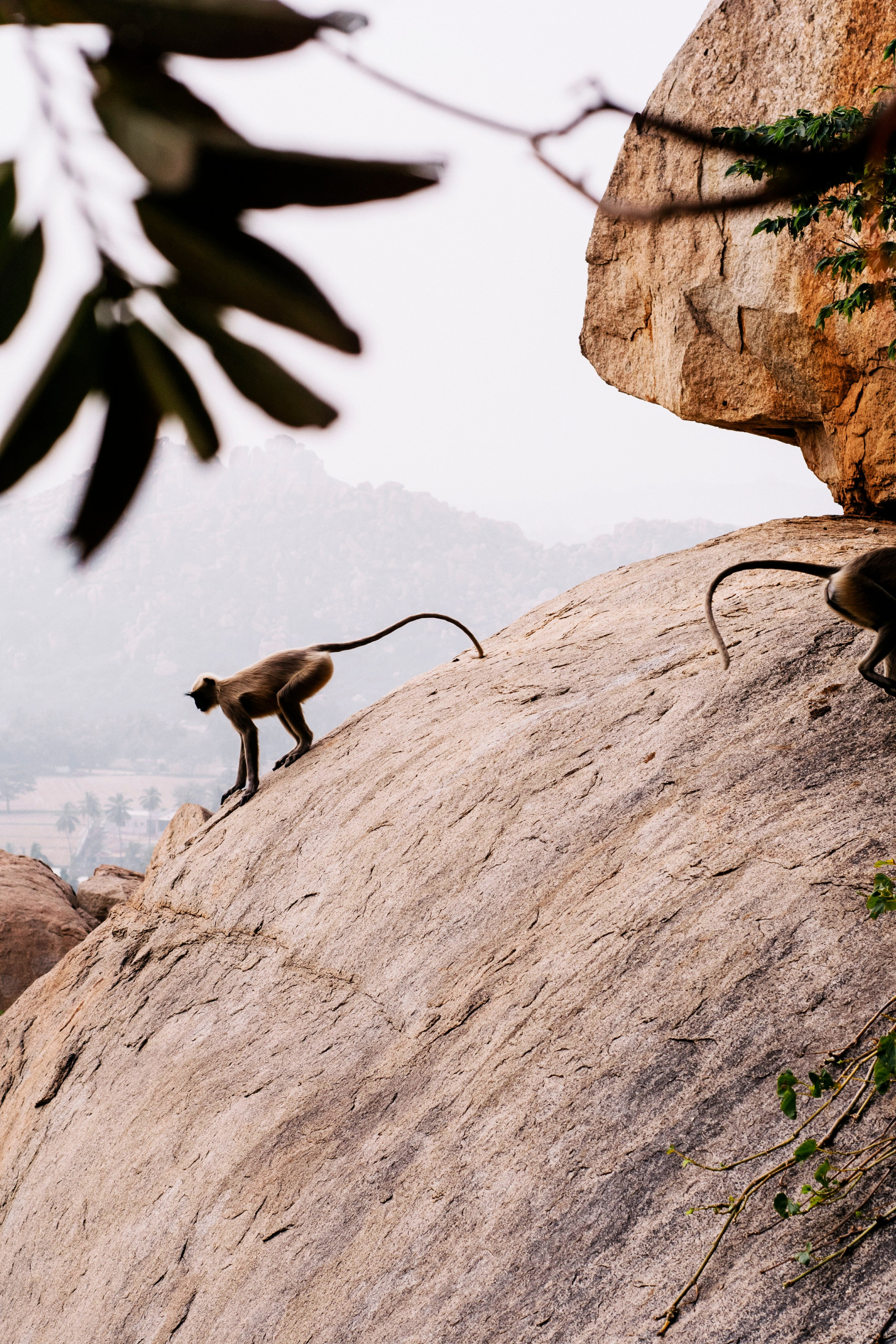 Hampi street. Iraogo