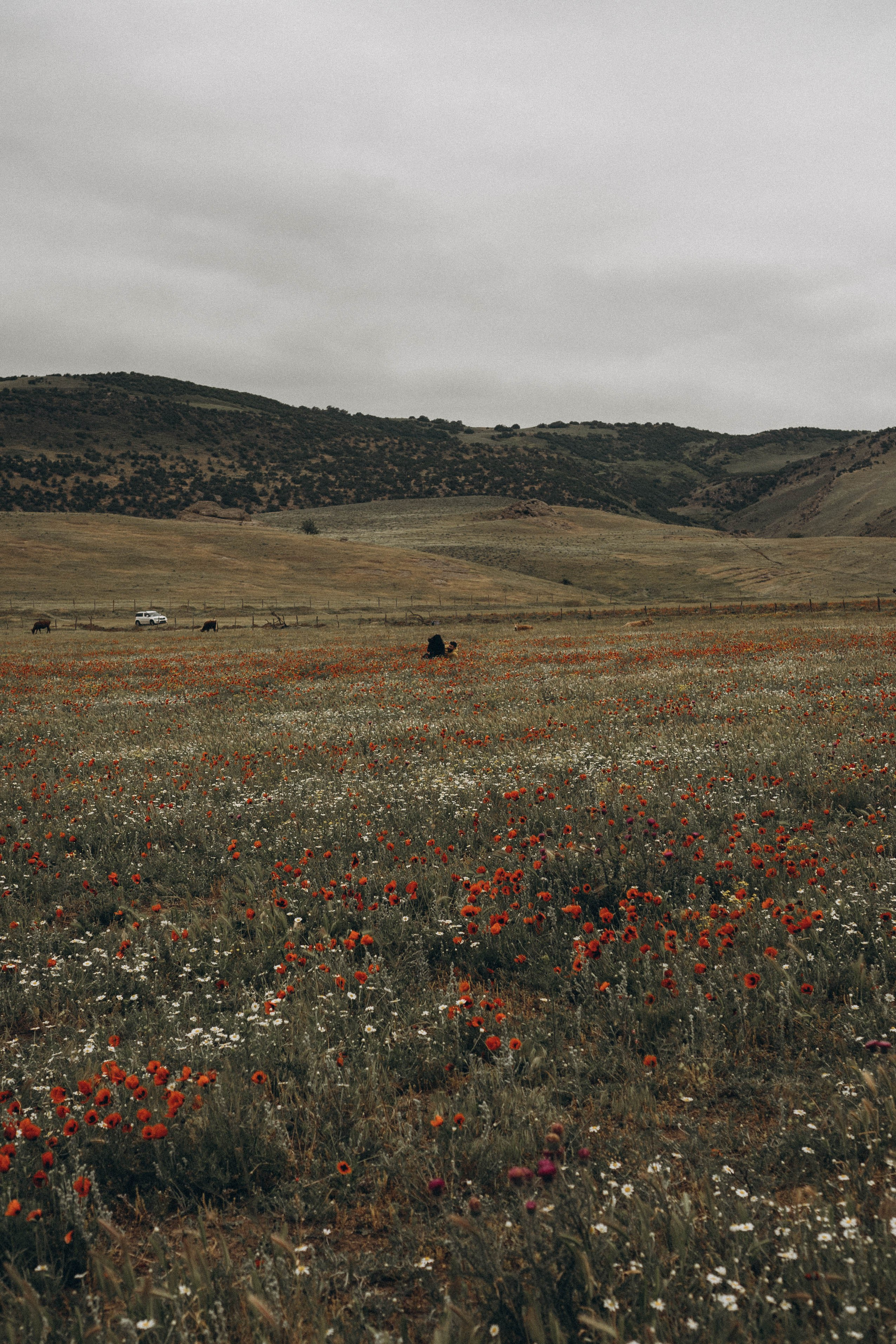 Кавказ. Профессиональный фотограф, Санкт-Петербург — Виктория Богомолова