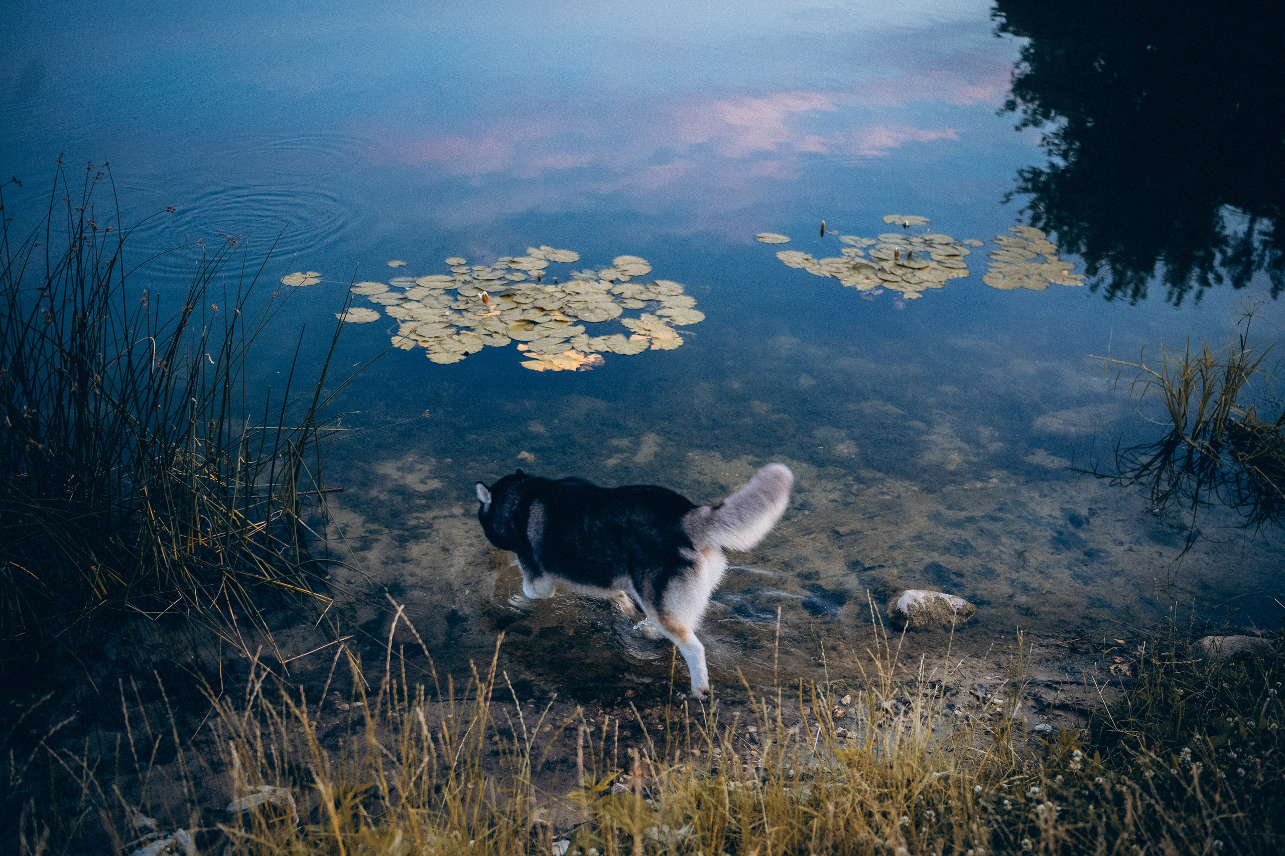 Мария и Вегас. Фотограф анималист в Москве и Санкт-Петербурге Свиридова Анна
