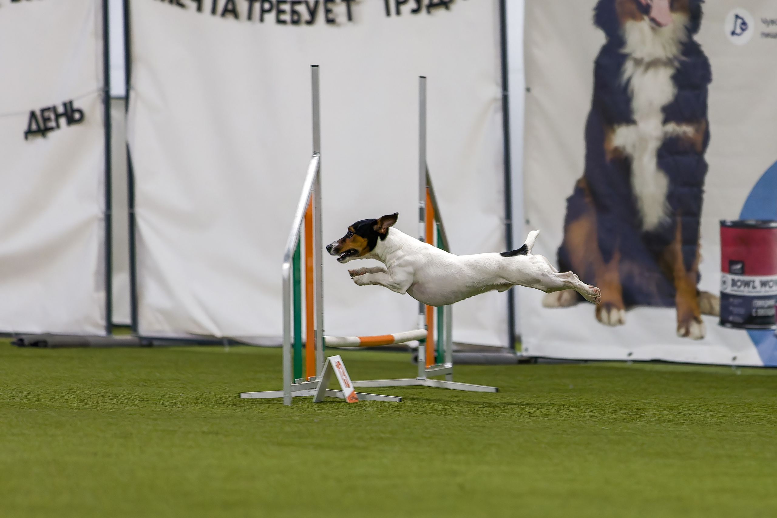 Кубок Пёсбурга 2025. Irenephoto.ru