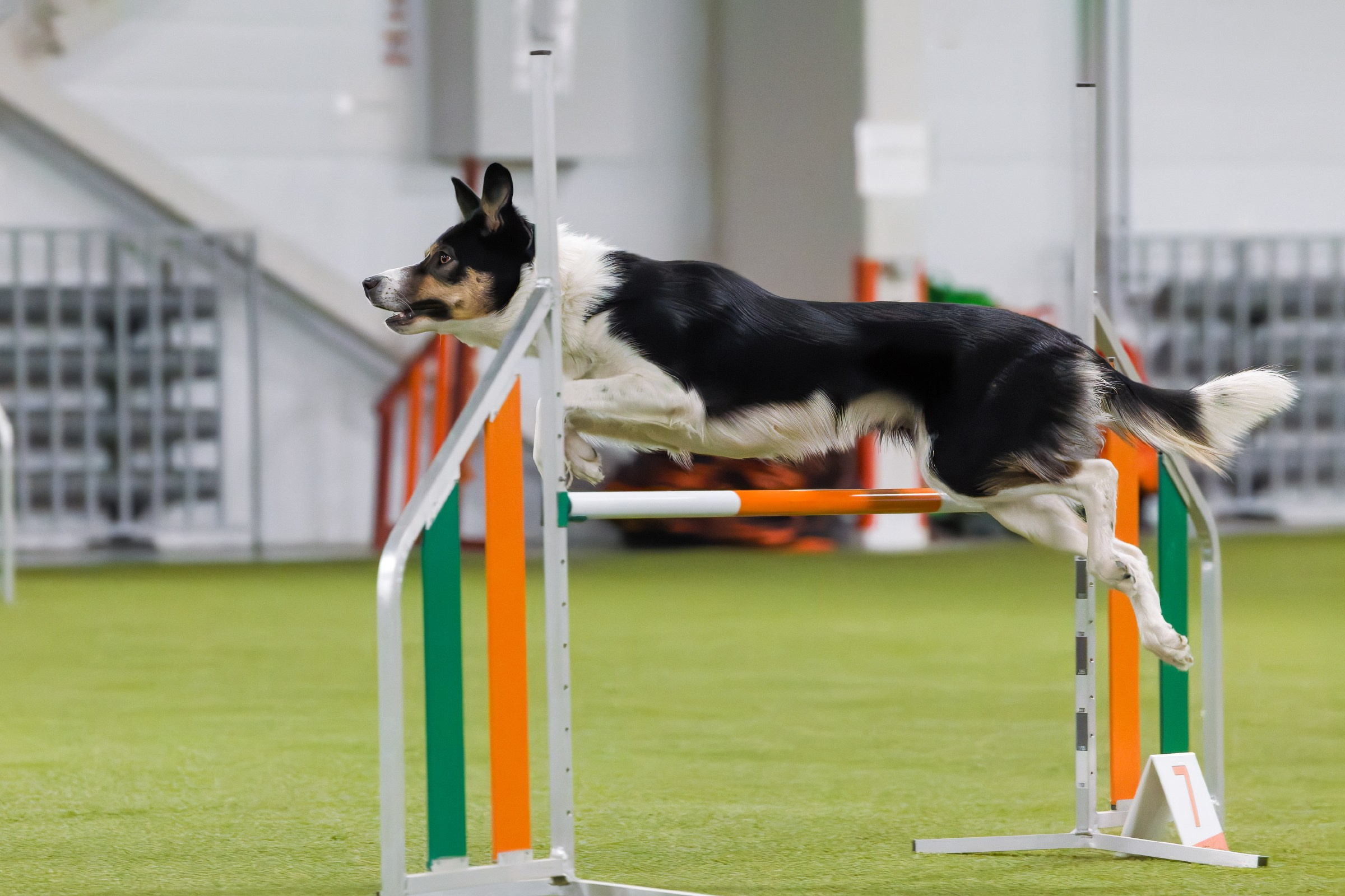 День рождения Пёсбурга — февраль 2025. Irenephoto.ru