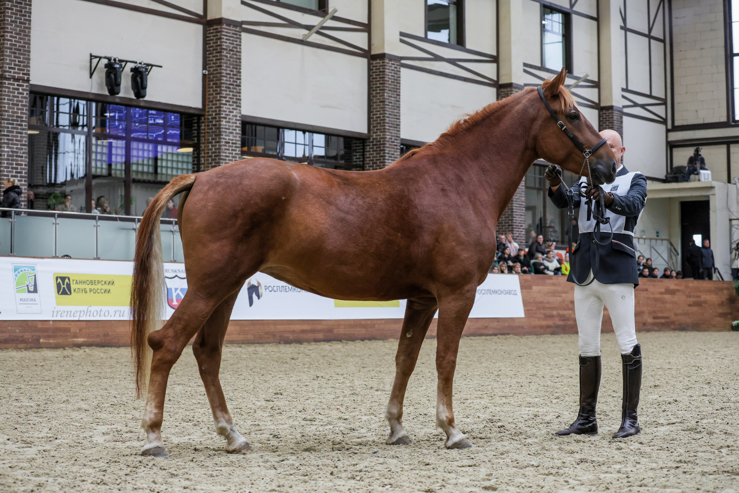 Конная Россия 2024. Irenephoto.ru