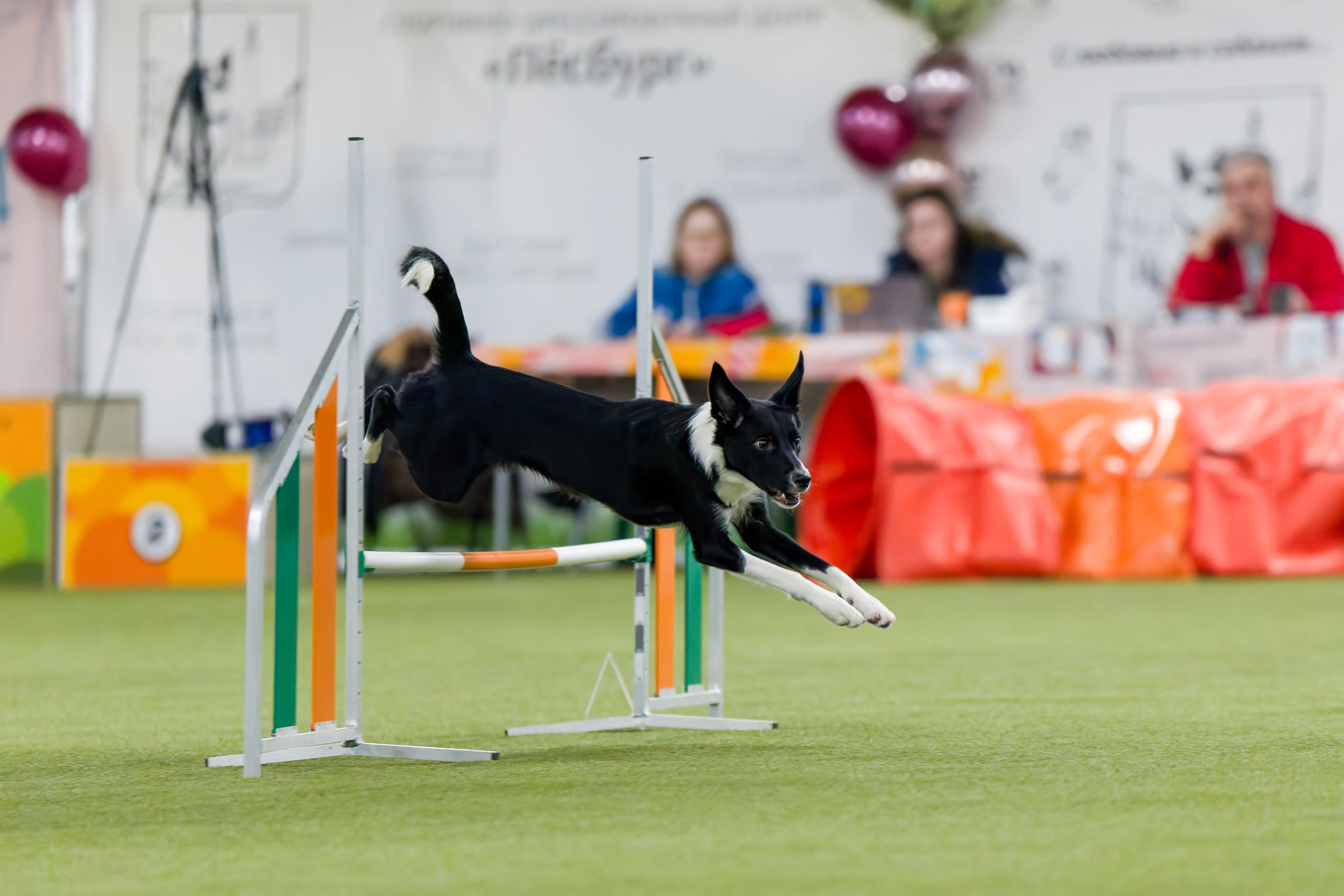 День рождения Пёсбурга — февраль 2025. Irenephoto.ru