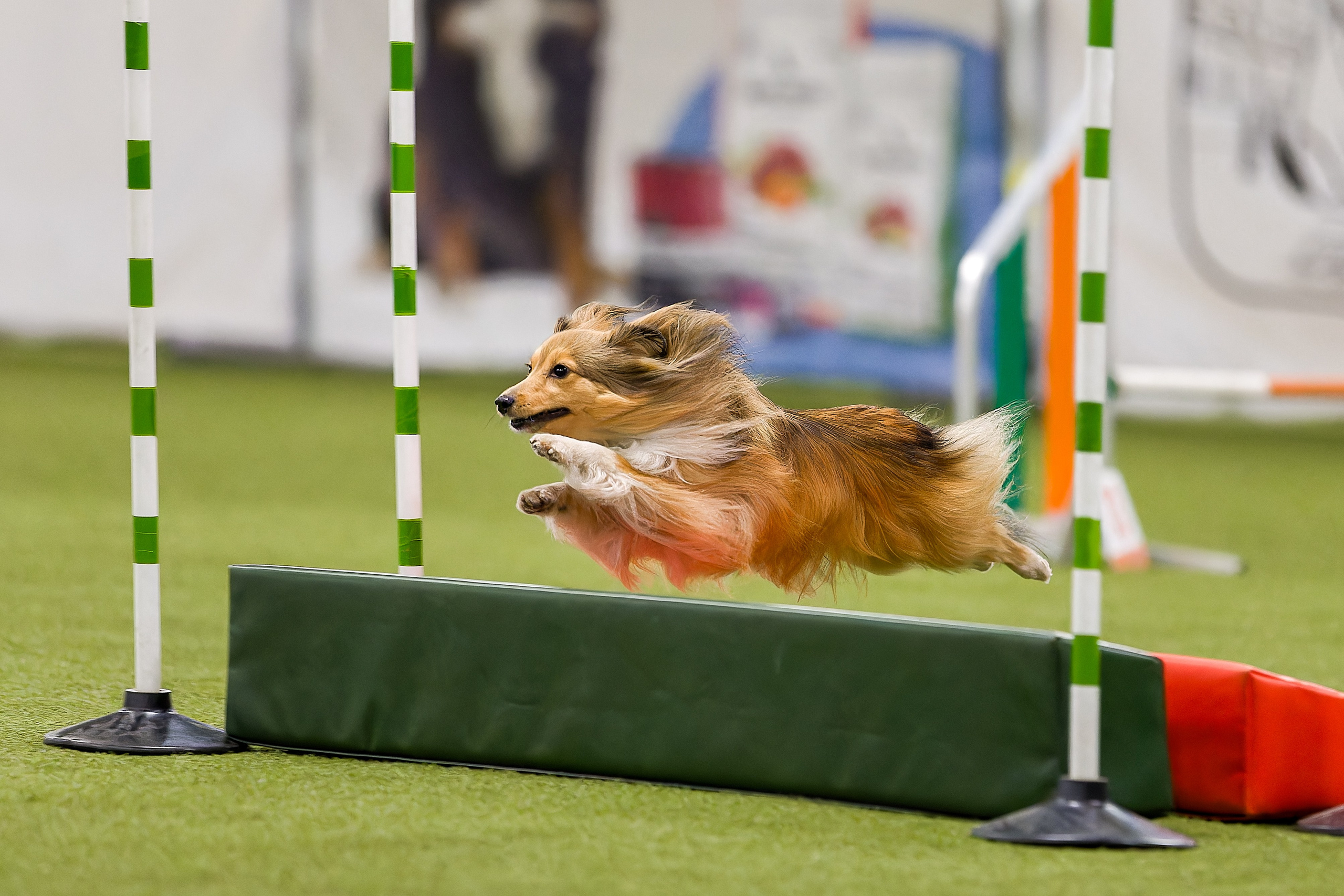 Кубок Пёсбурга 2025. Irenephoto.ru