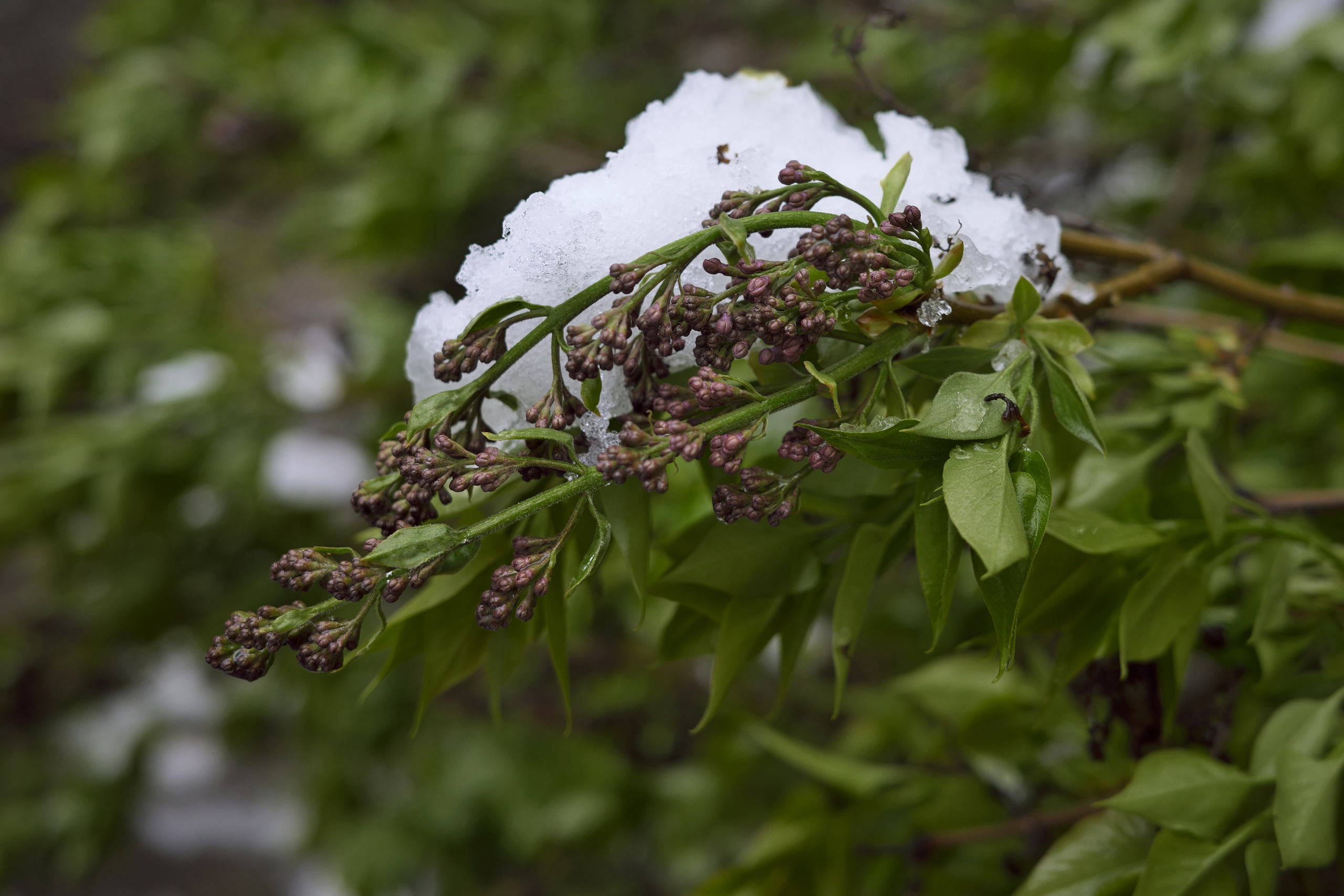 Апрельский снег ❄️. Миша Печёнкин | фотография