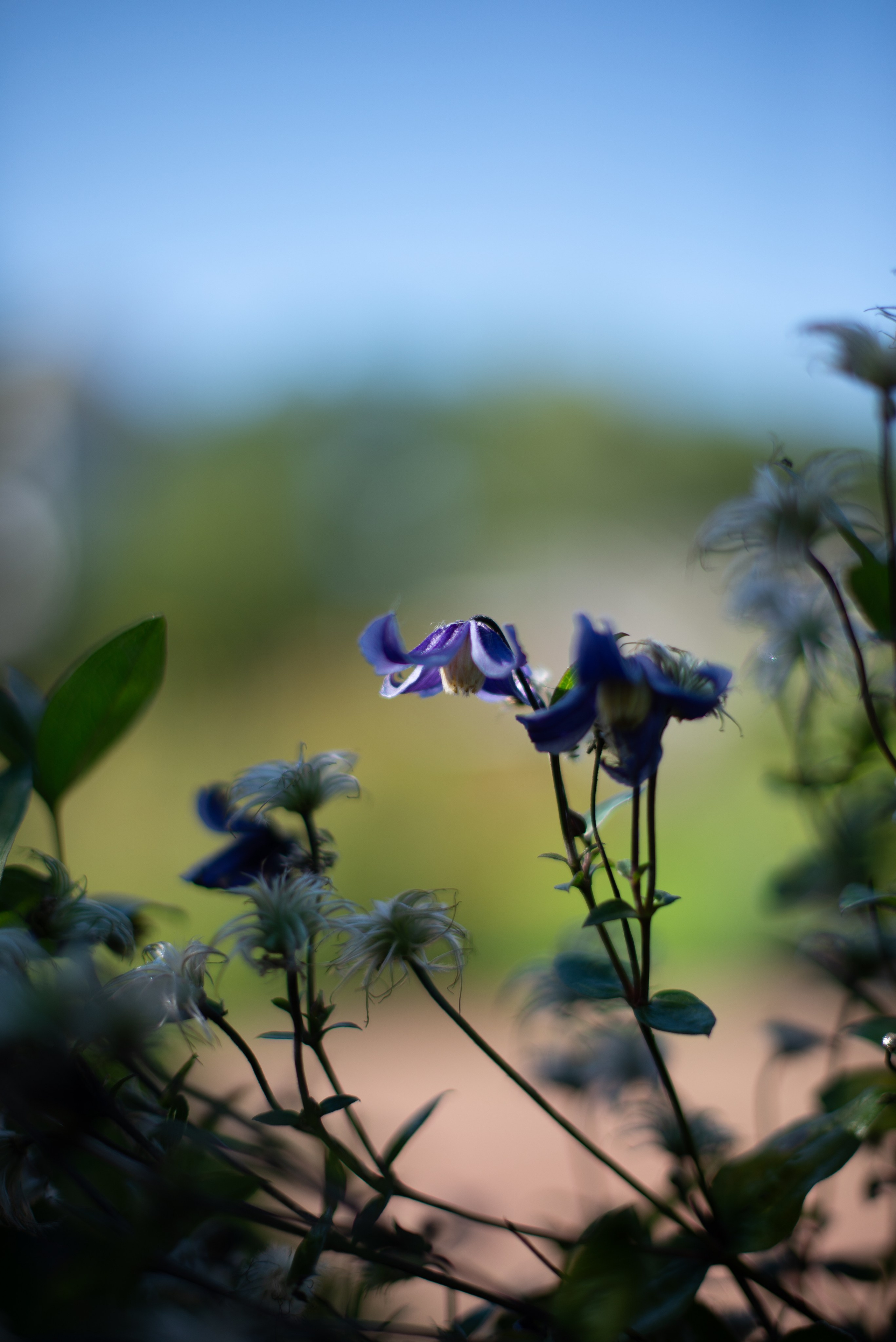 Цветы сада МГУ. Victoria Radjevna Репортажный Фотограф — Видеограф Москва • Санкт-Петербург