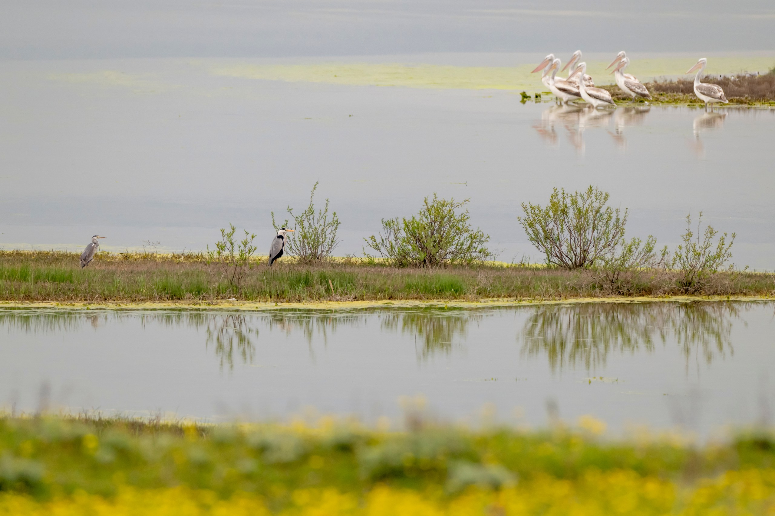 Дикая природа Дагестана. Май 2025 г. Foto-Zuev фотография как искусство