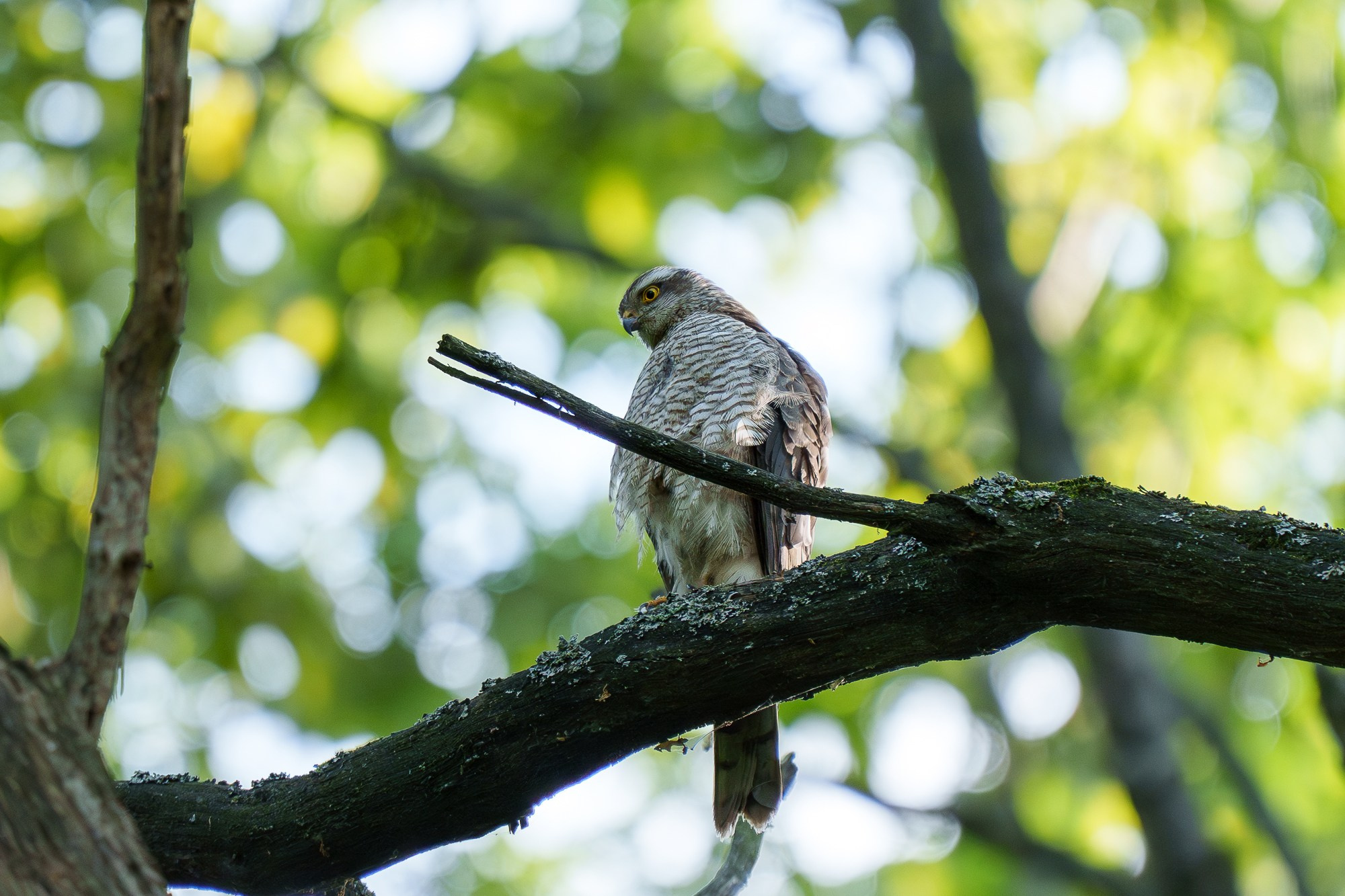 Удивительные мир птиц. Вокруг нас столько прекрасного — присмотритесь!. Ваш личный фотограф Марина Волкова