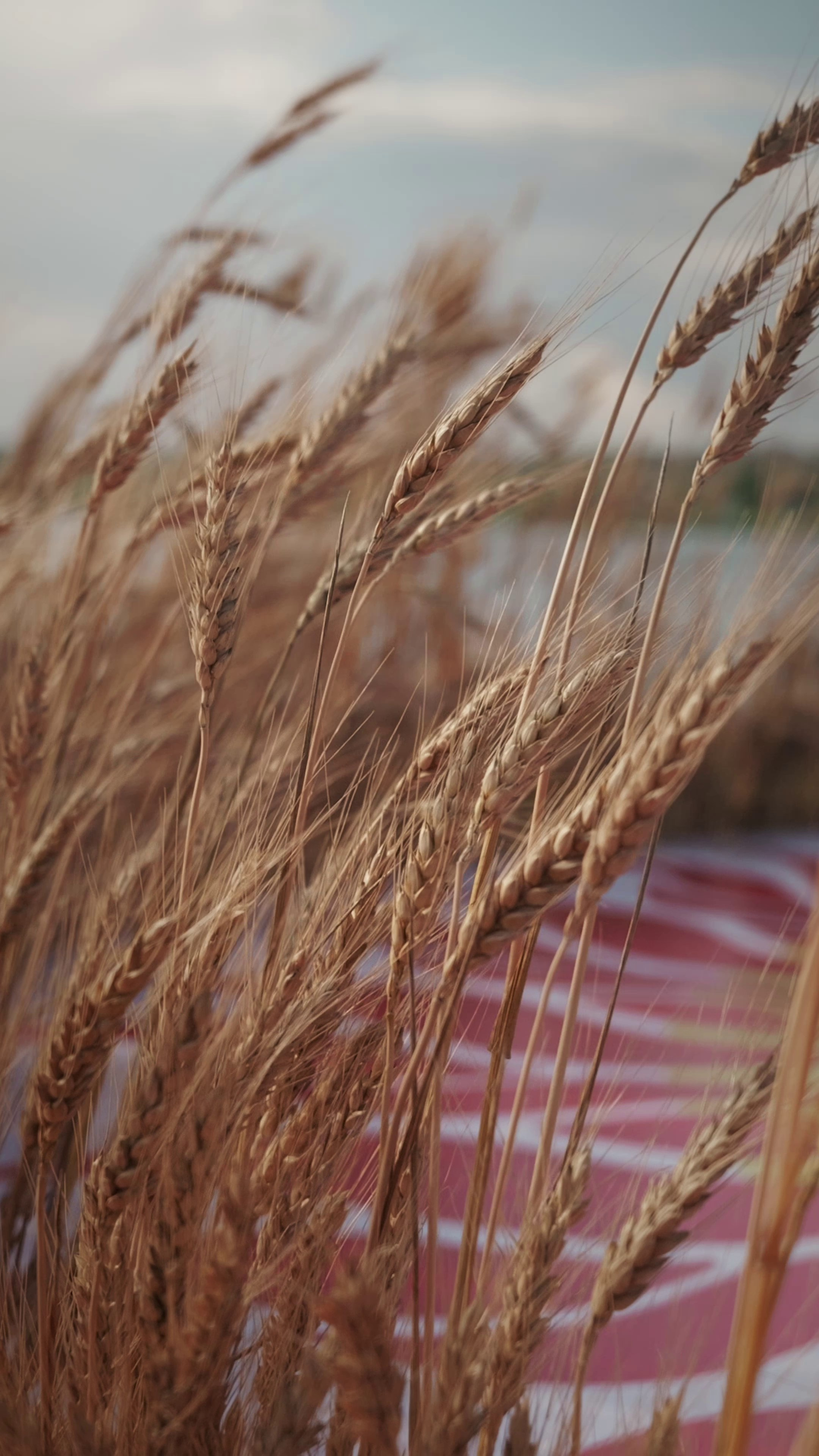 Клипы вертикальные. Фотограф и Видеограф в Ростове на Дону