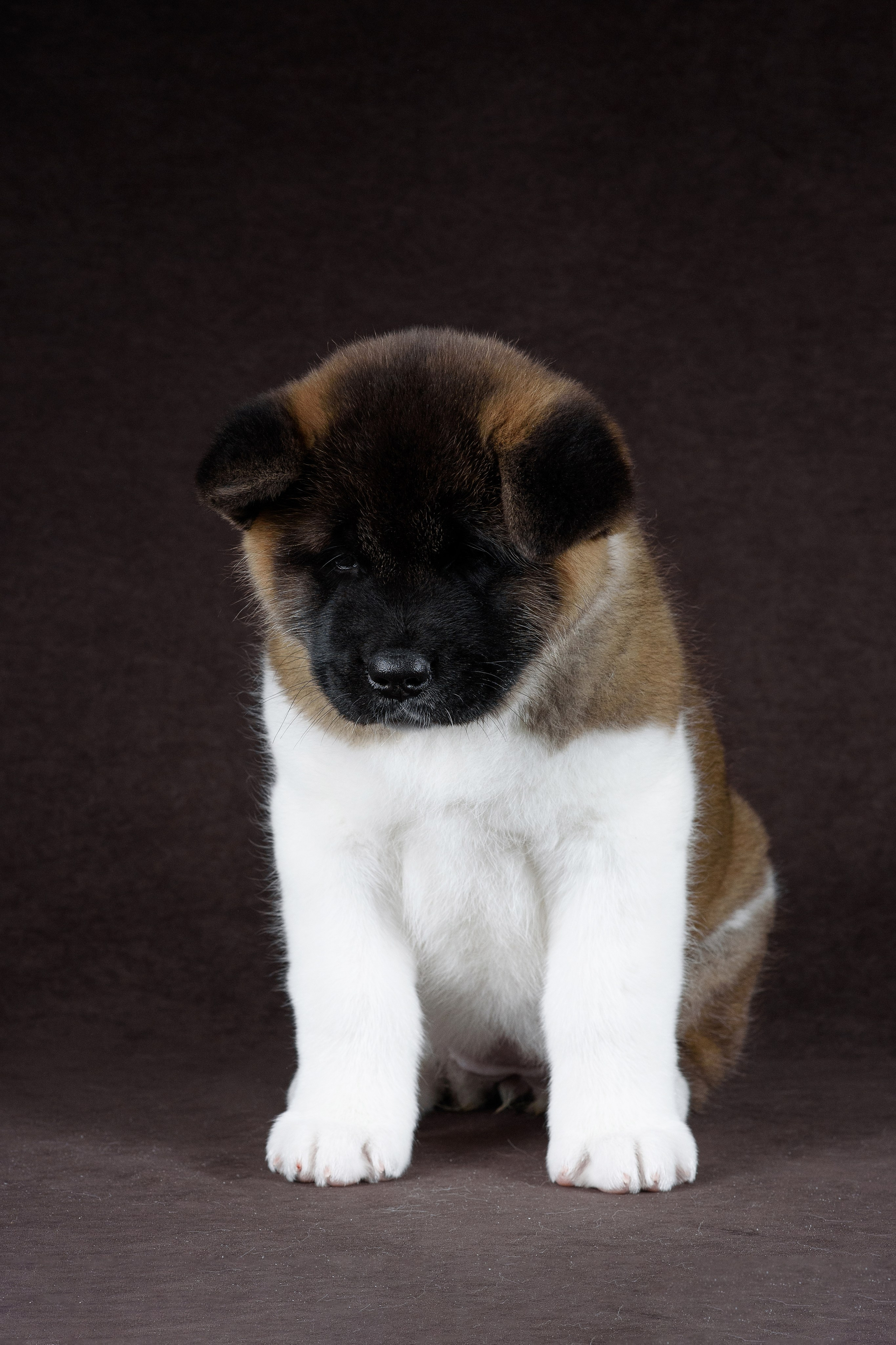 Щенки Американской Акиты (GRAND AMAK) Цезарь и Ника — 15.03.2024. Фотограф — Анималист | Анна Абрамова