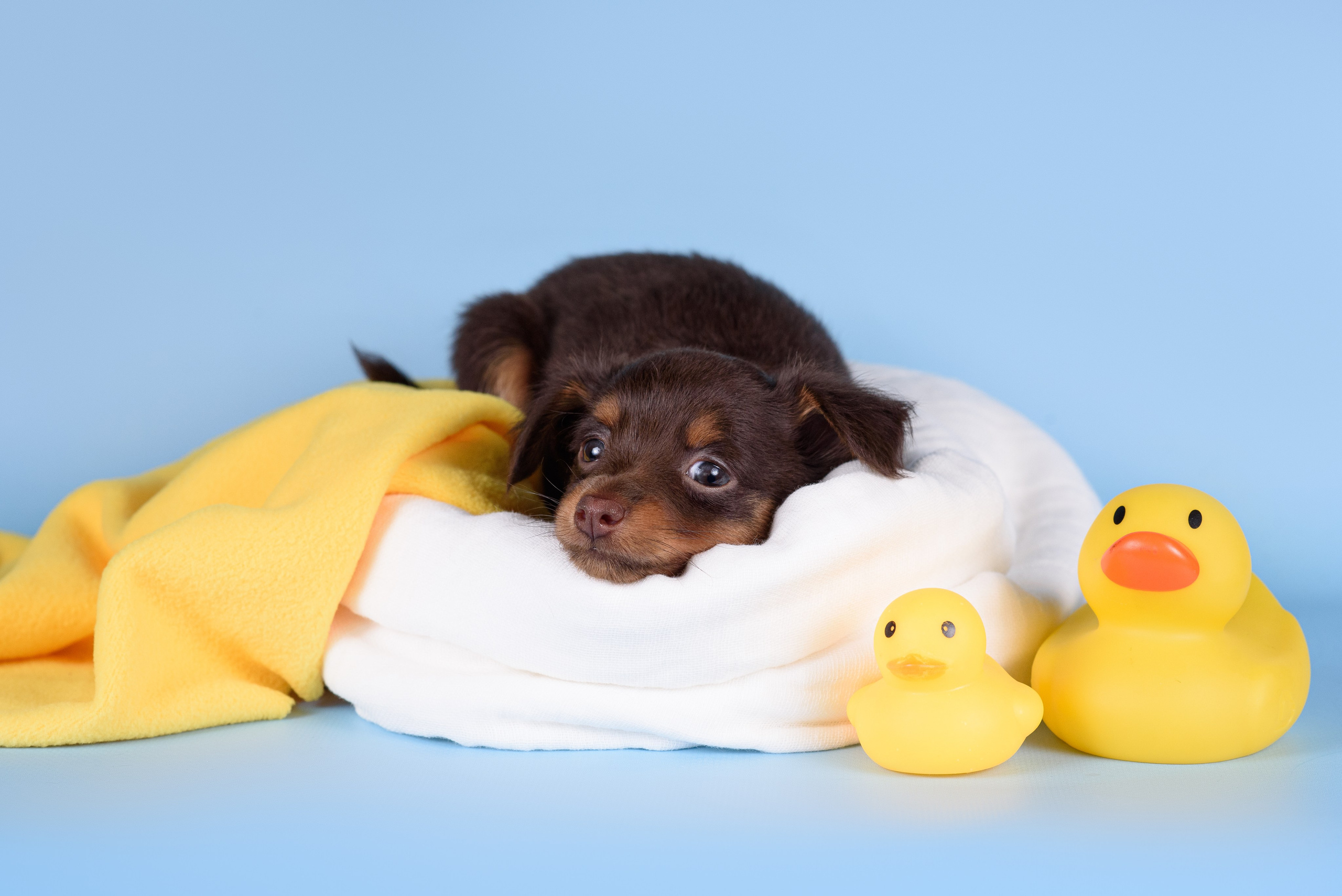 Щенки Пражских крысариков -13.04.2024. Фотограф — Анималист | Анна Абрамова