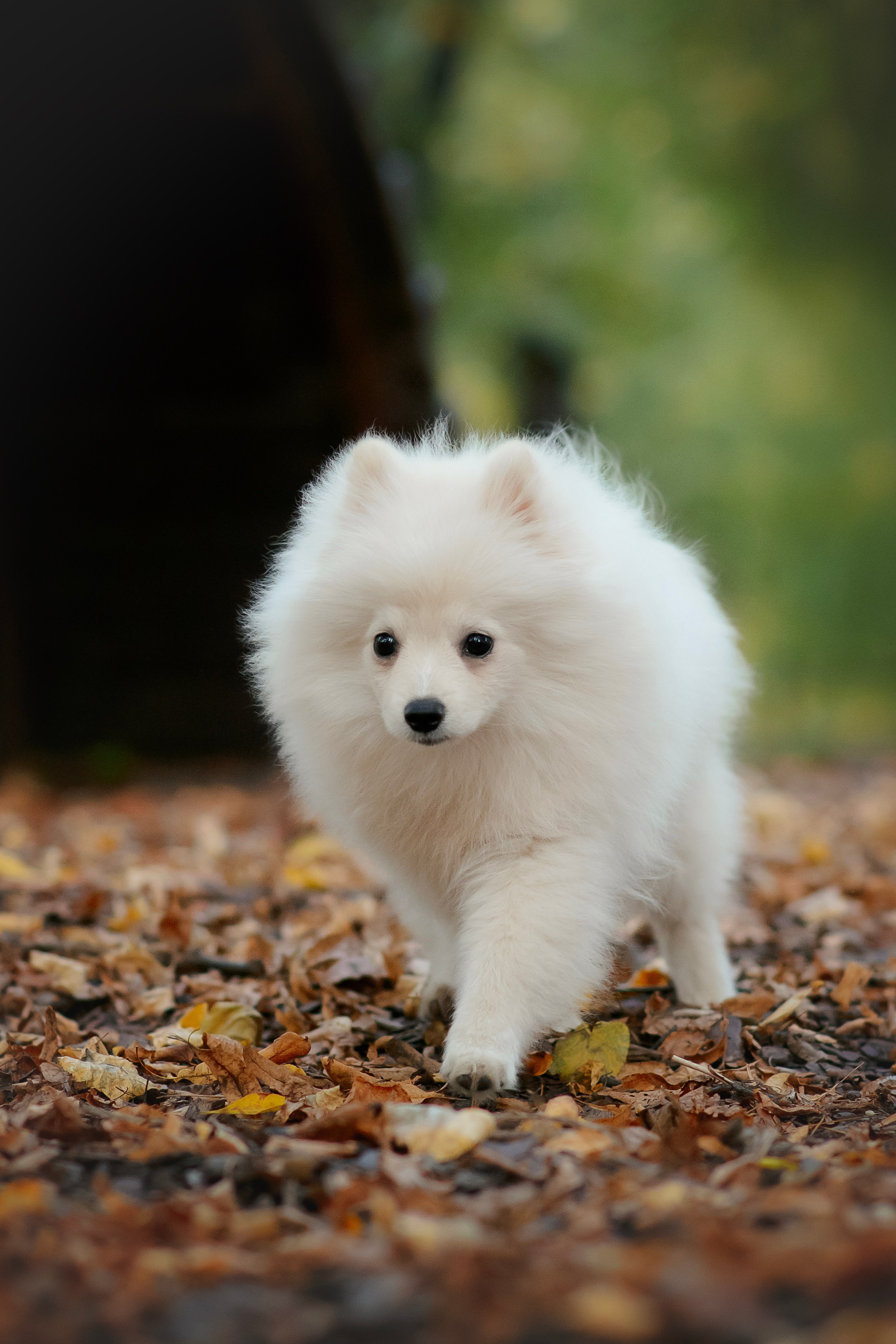 Малый немецкий шпиц — 18.09.2025. Фотограф — Анималист | Анна Абрамова