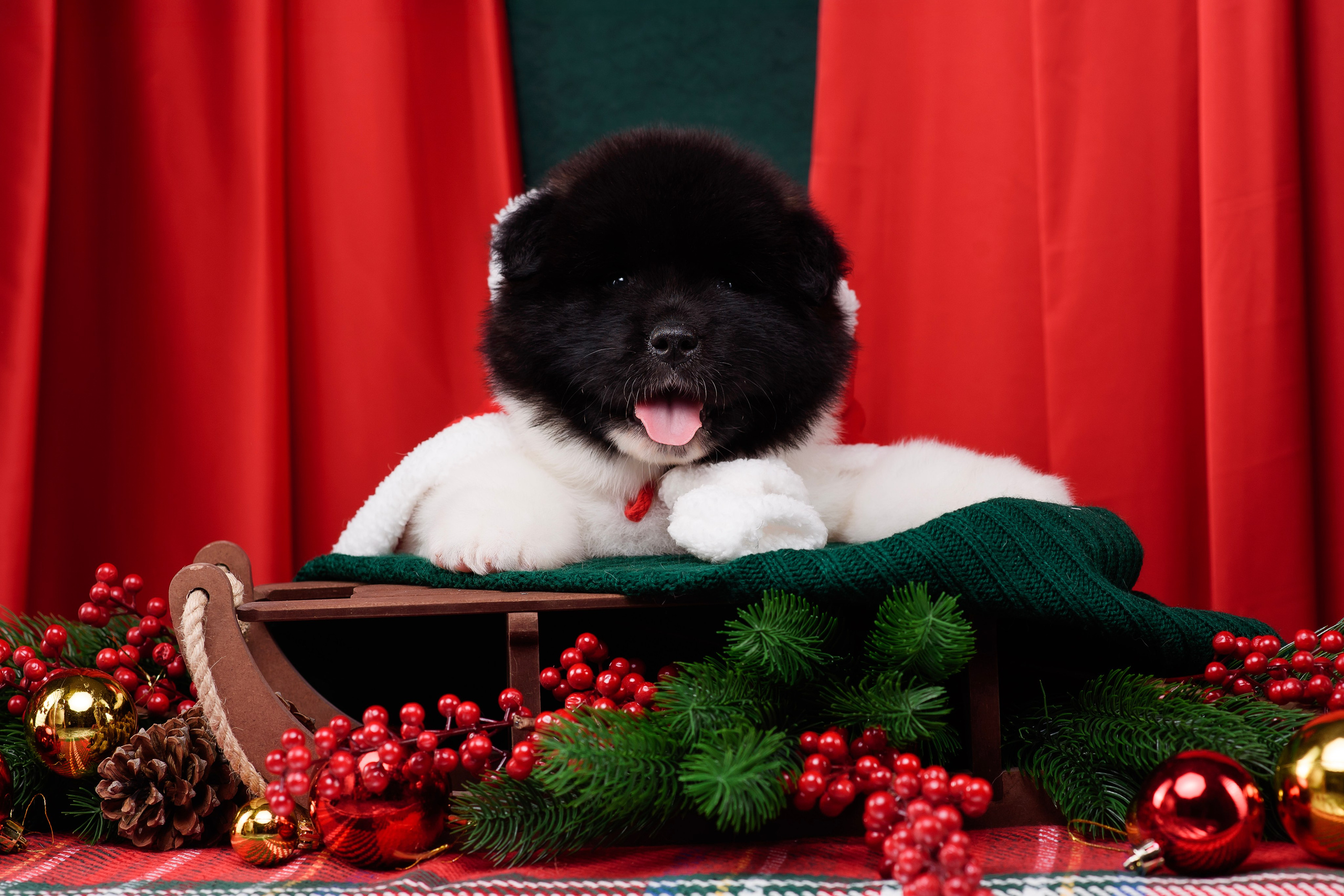 Щенки Американской Акиты. Фотограф — Анималист | Анна Абрамова