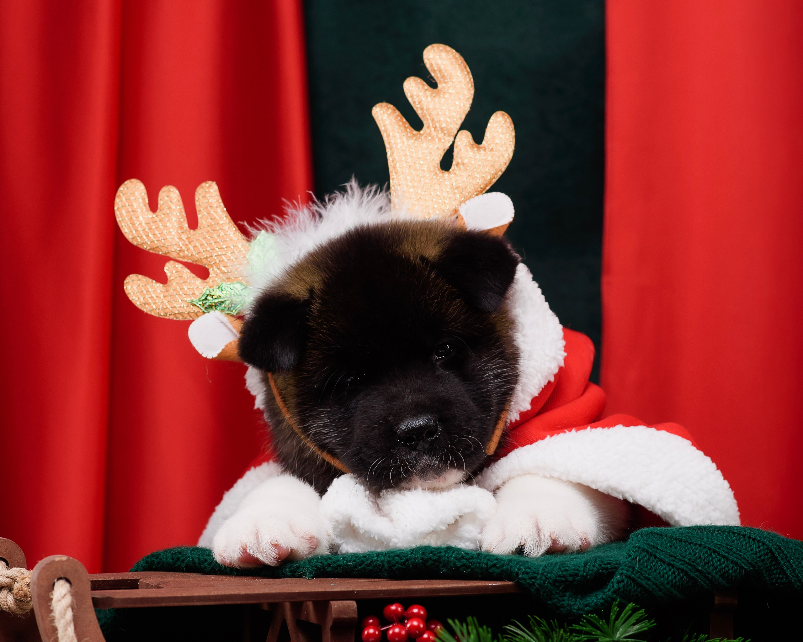 Щенки Американской Акиты. Фотограф — Анималист | Анна Абрамова