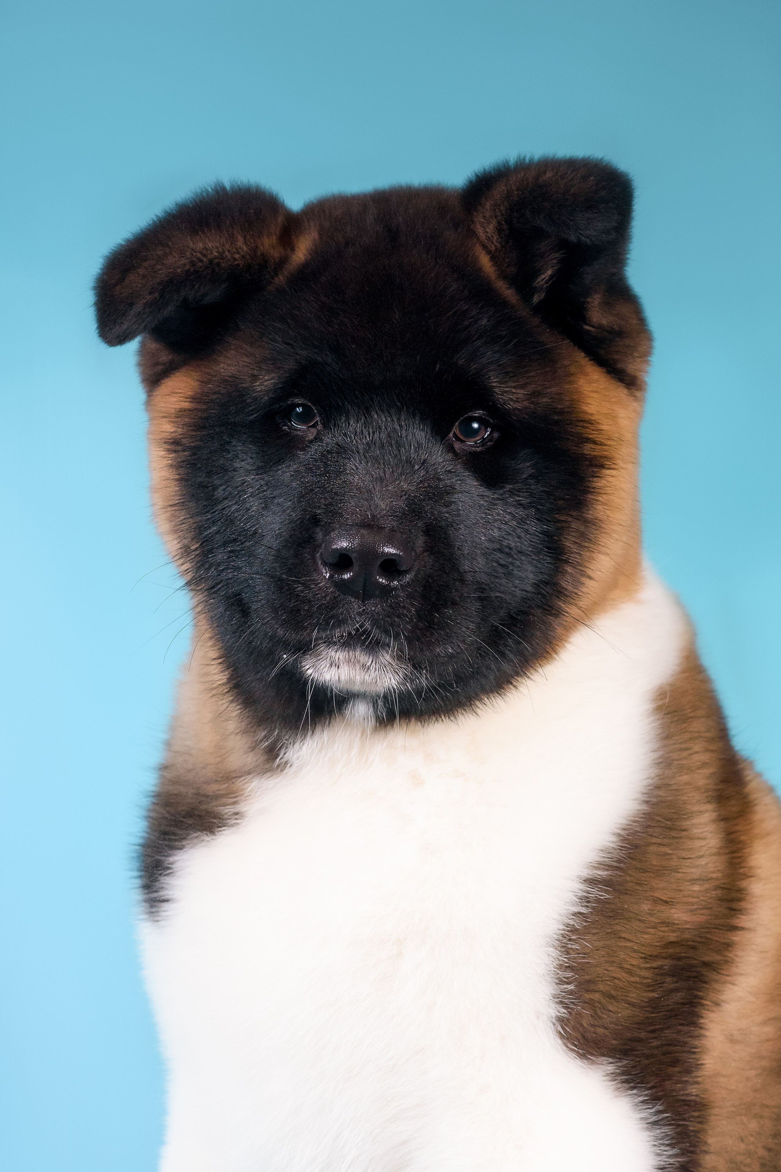 Илон и Оскар — 17.01.2025. Фотограф — Анималист | Анна Абрамова