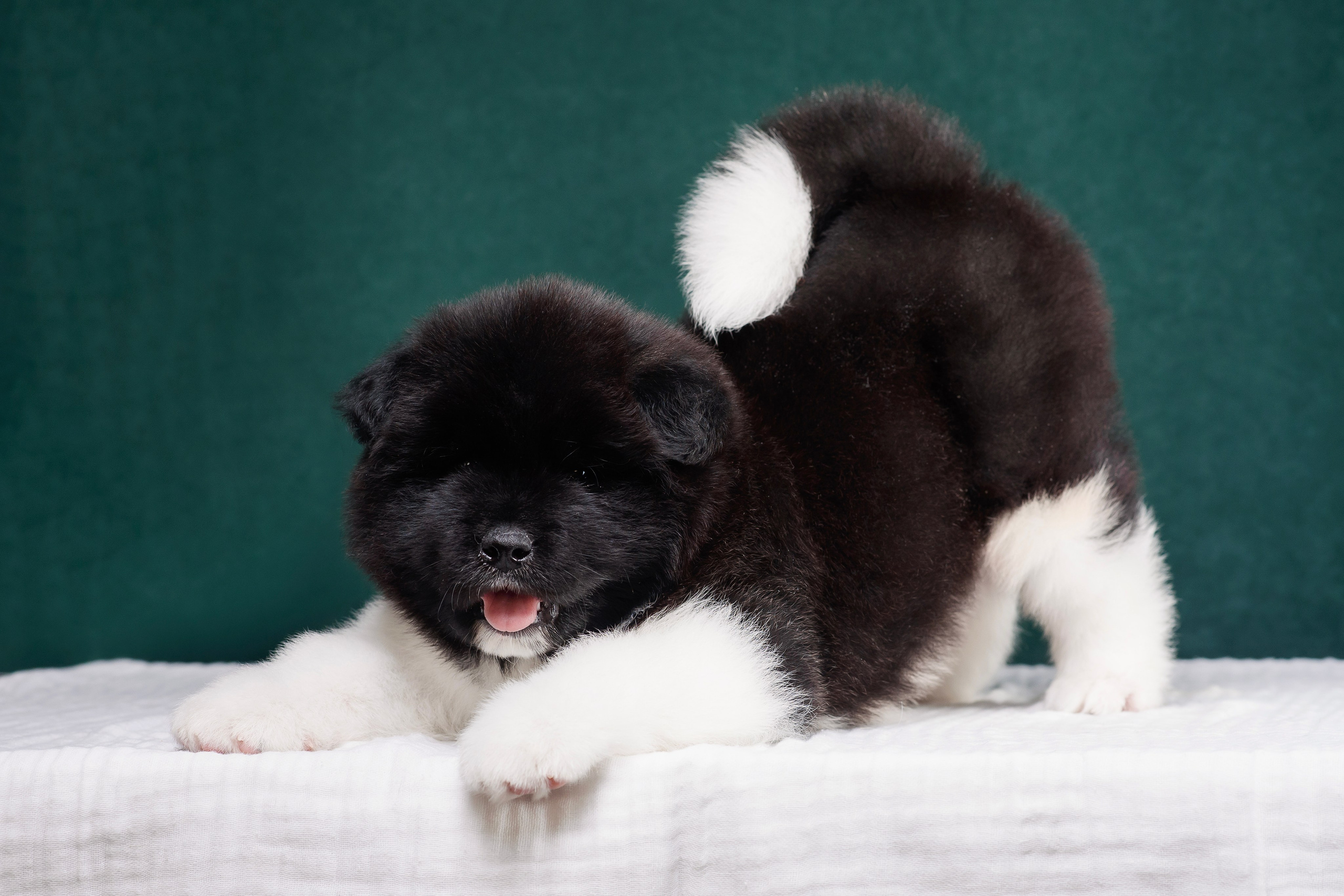 Щенки Американской Акиты. Фотограф — Анималист | Анна Абрамова