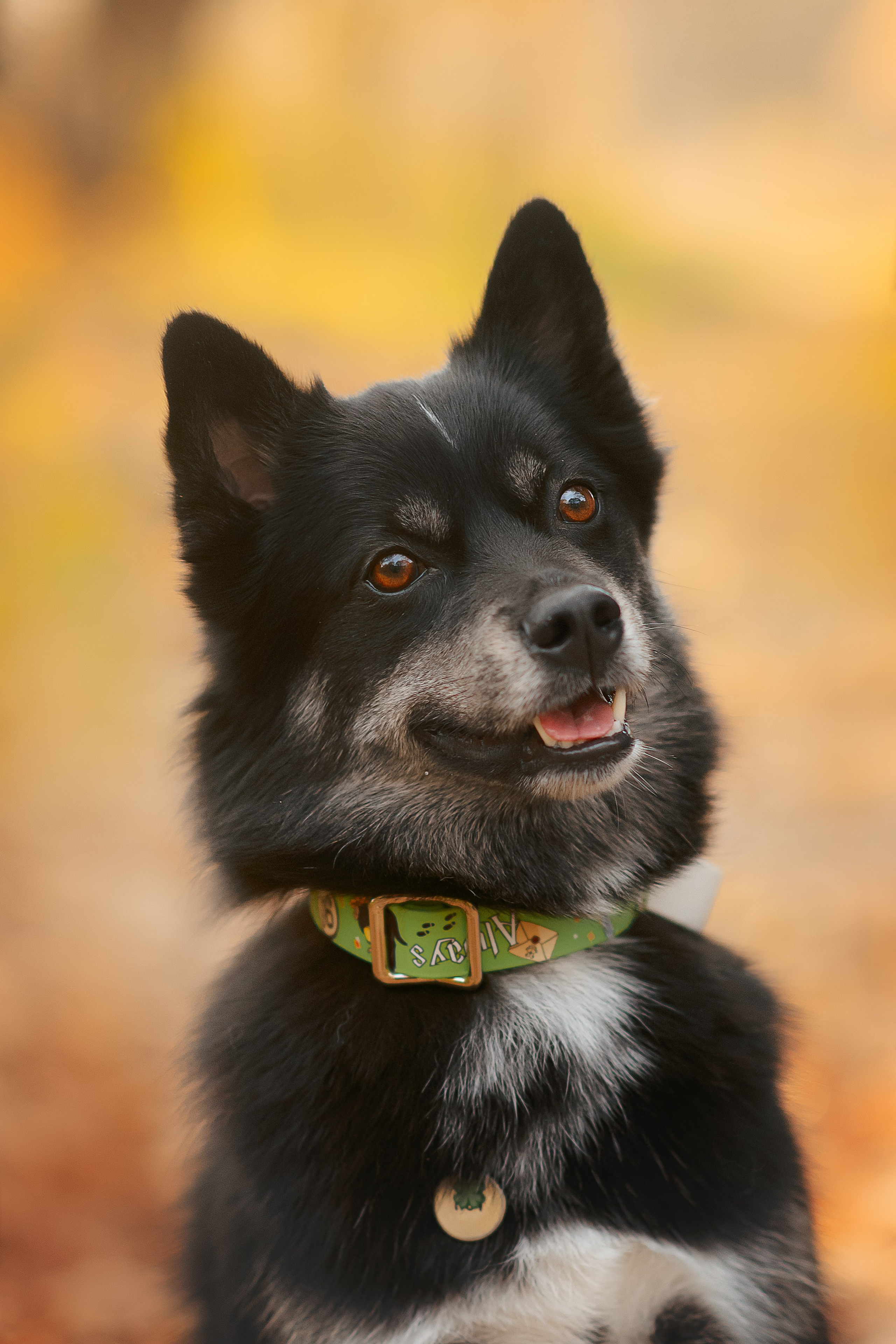 Максим, Надя, Рой и Шелби — 13.10.2024. Фотограф — Анималист | Анна Абрамова