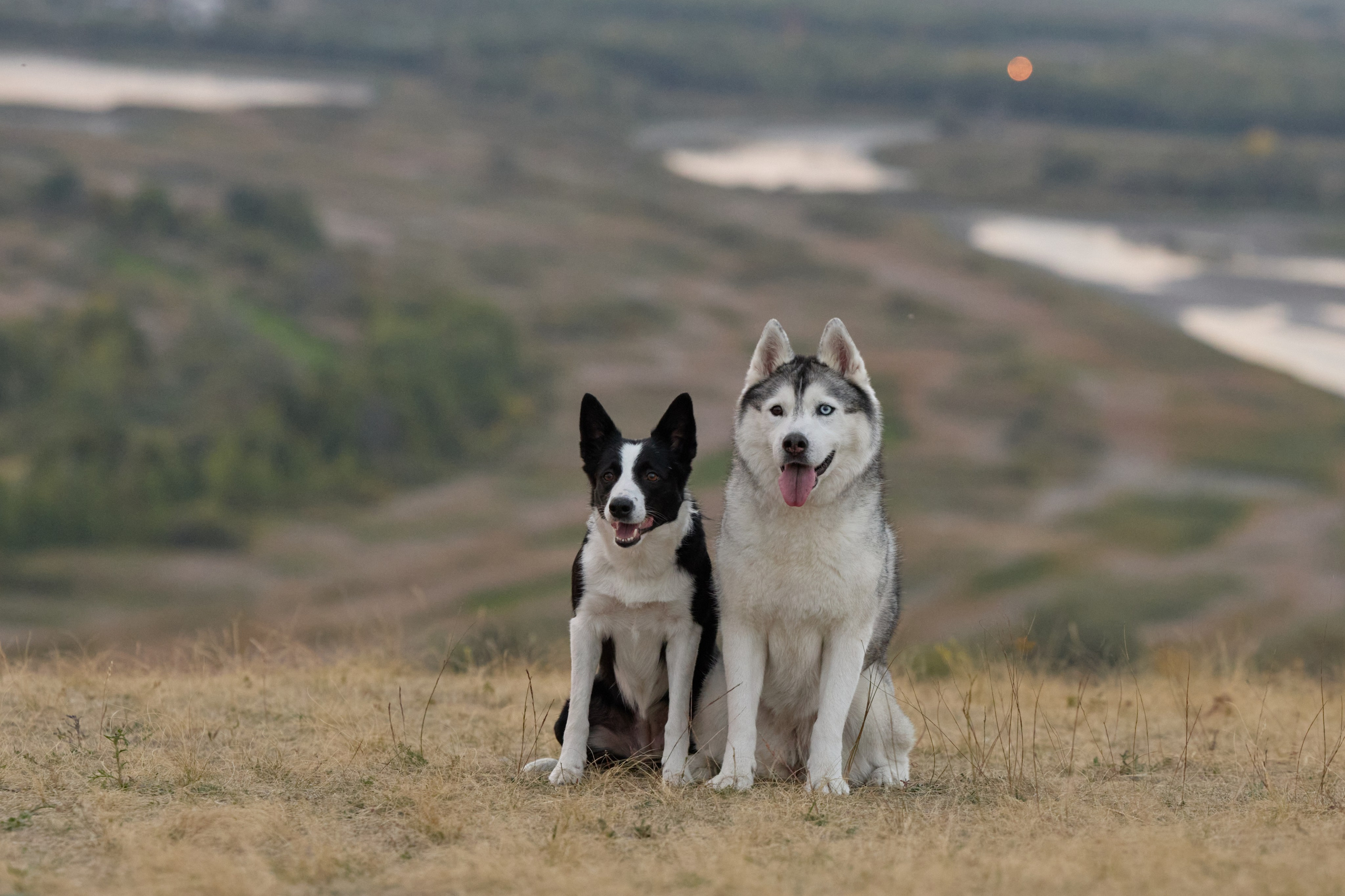 Аделя и ее хвостики. Фотограф анималист в Казани Алина Сулейманова. Фотограф животных