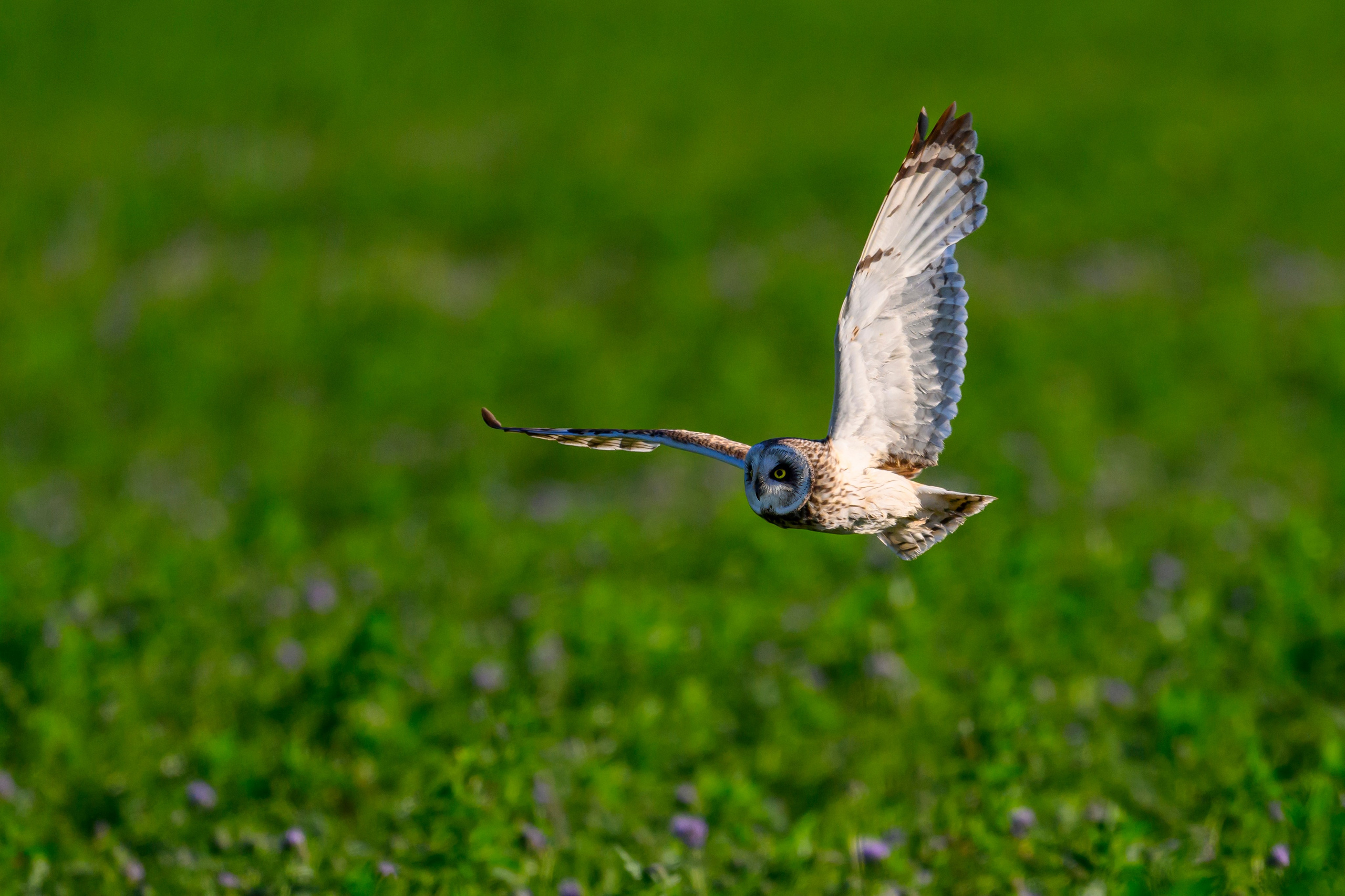 Охота совы. Фотограф Сергей Пупонин