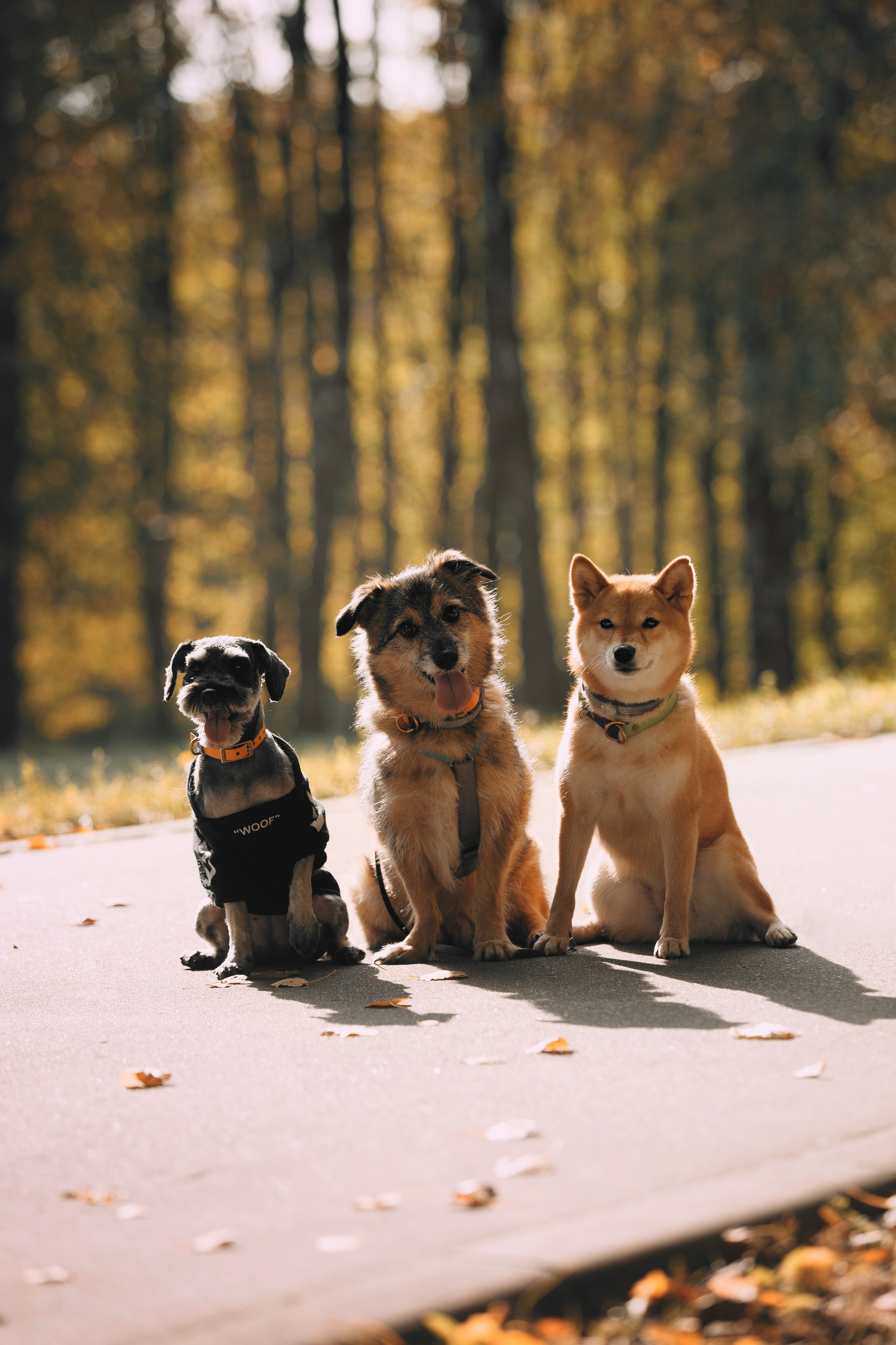 Оля и компания. Фотограф анималист Кристина Карпова, Москва