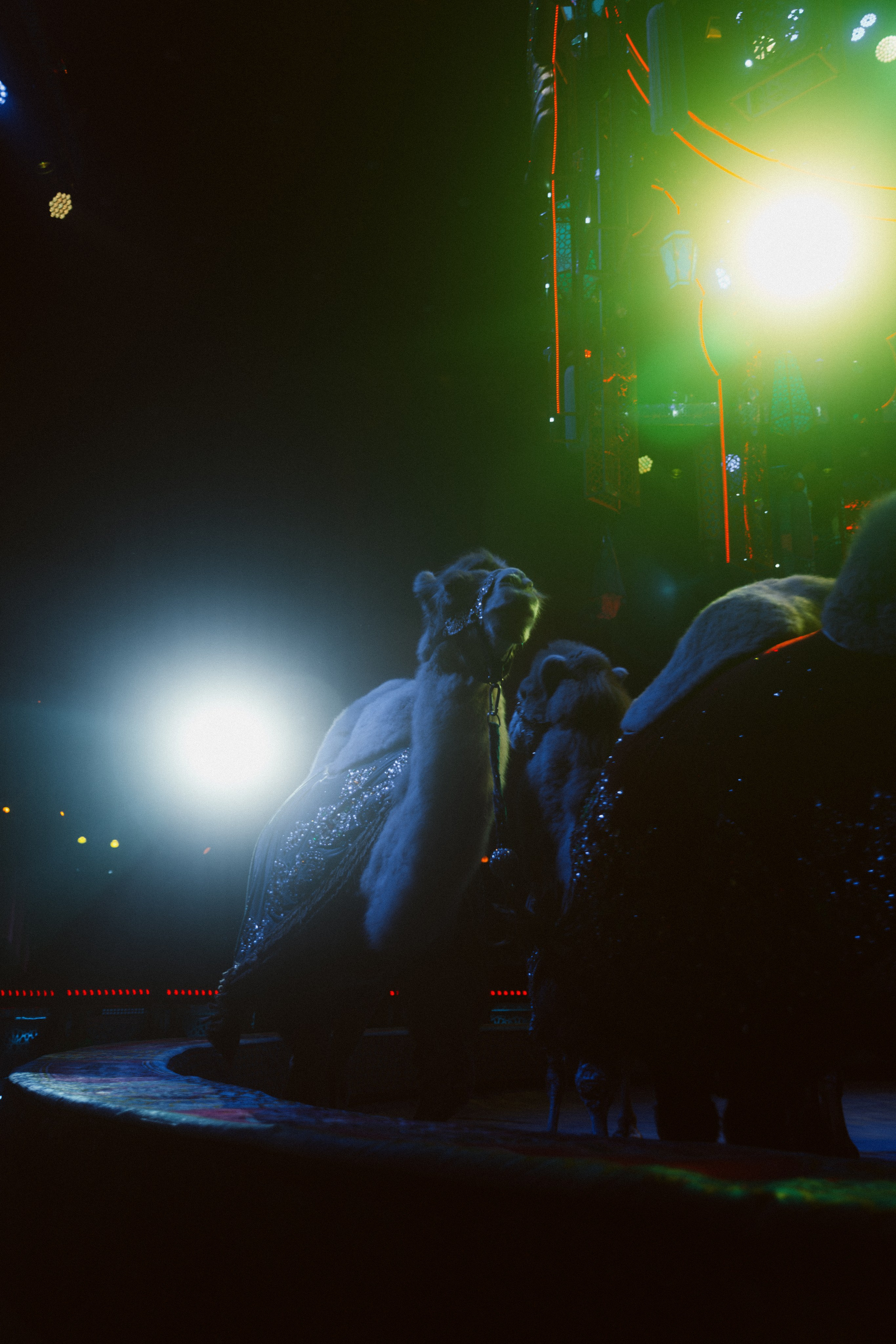 КОНЦЕРТЫ И ШОУ. Фотограф Владивосток Ян Паклин