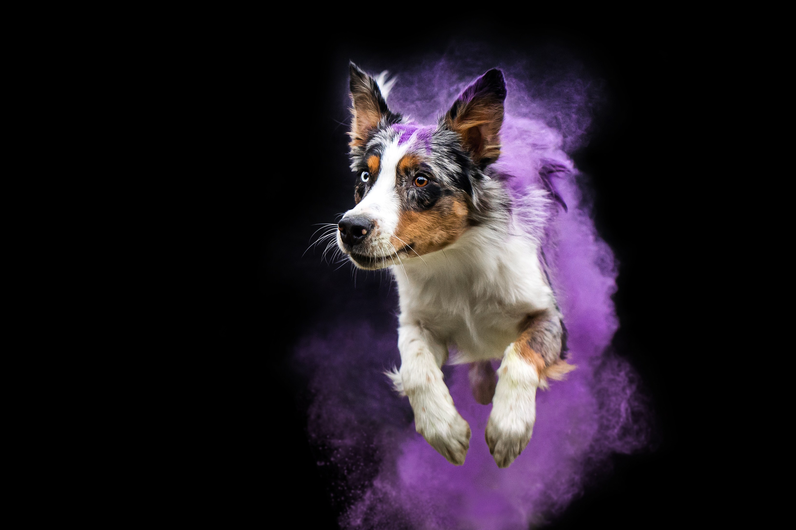 Пиксель и Зола