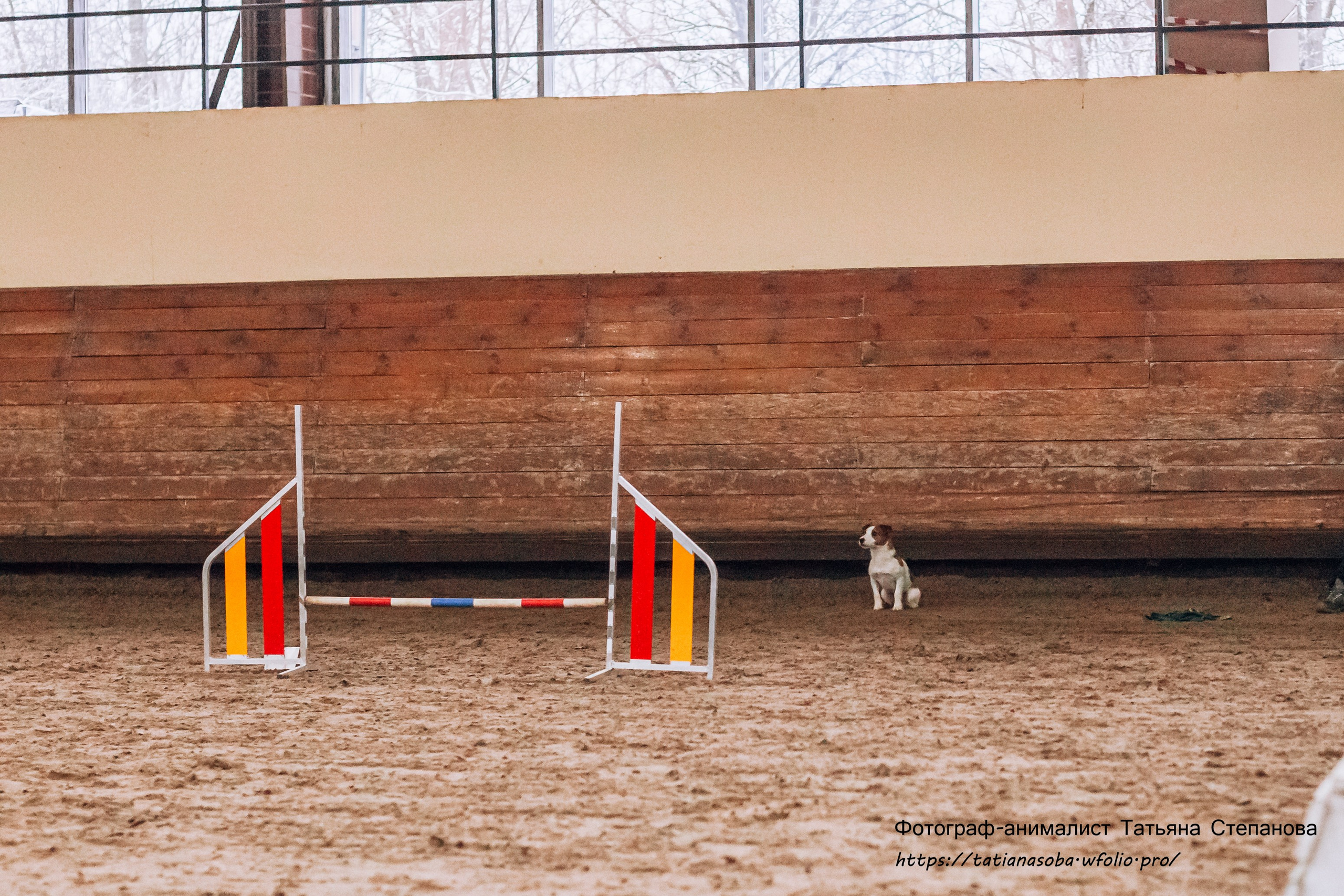 Соревнования по Аджилити 25.02.2024. Фотограф-анималист Татьяна Степанова