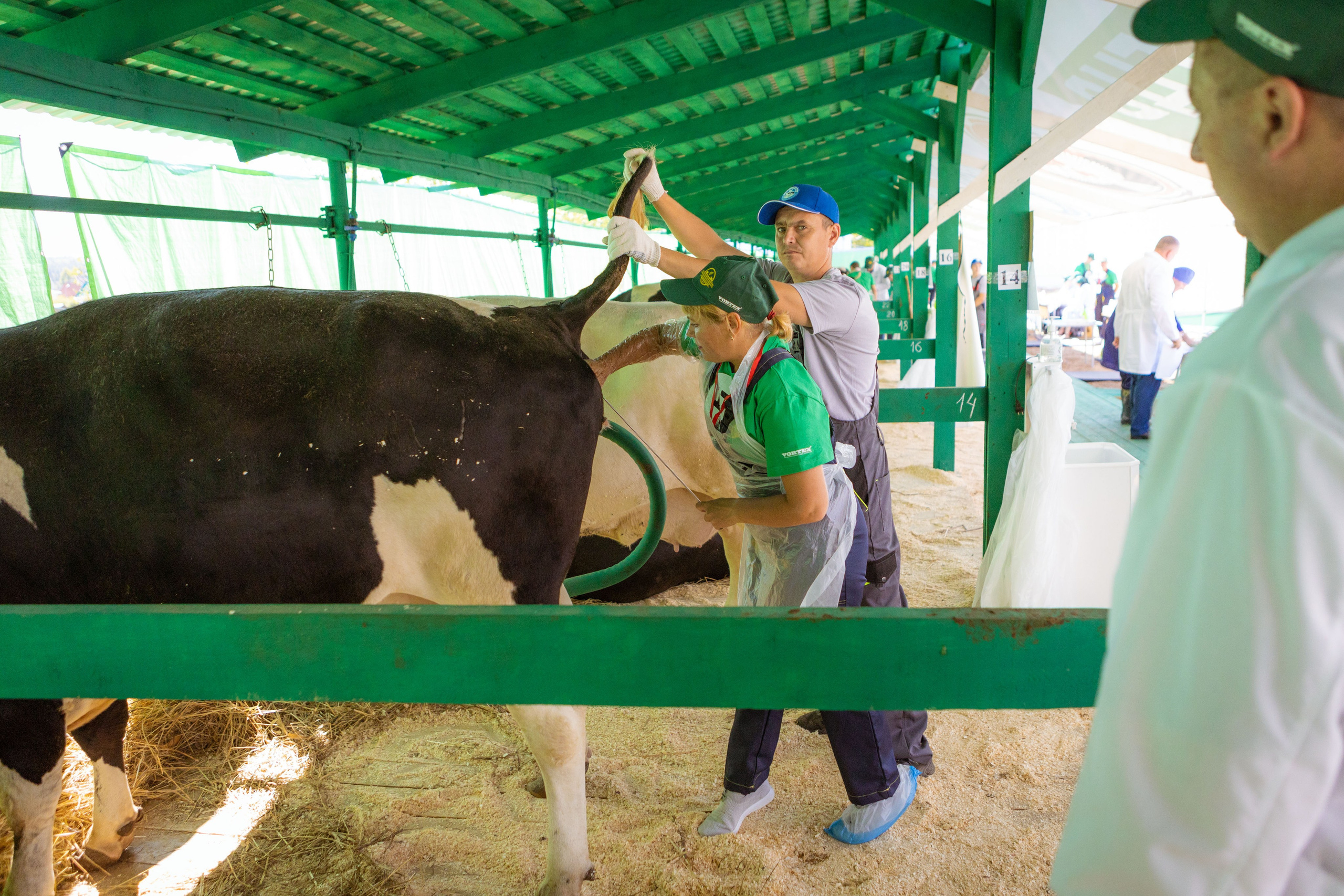 Конкурс операторов осеменения коров [17-18 августа 2022 г.]. Фотограф Виноградов Константин
