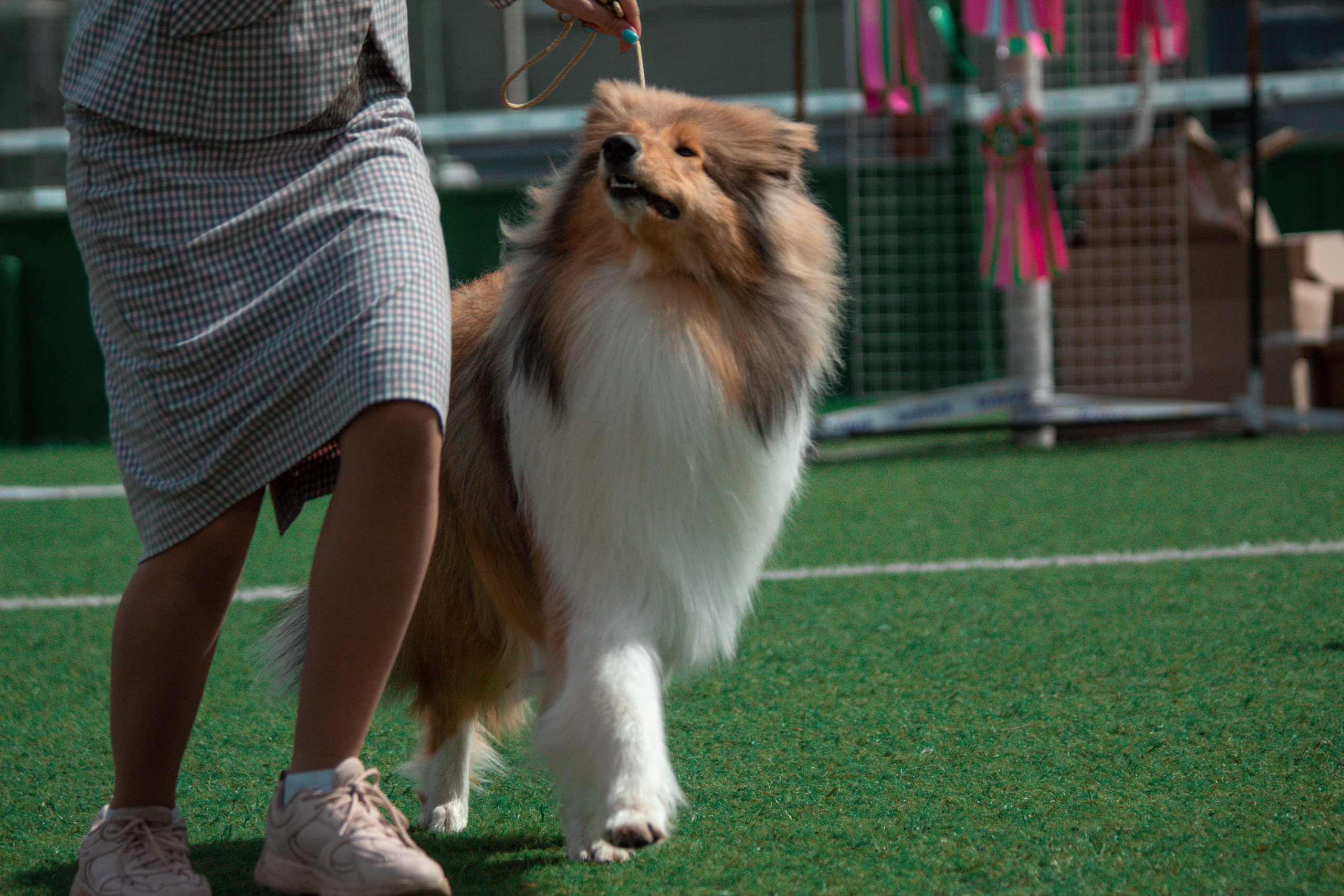 Фотограф анималист для выставки собак в Туле. Фотограф анималист — Тула, Москва