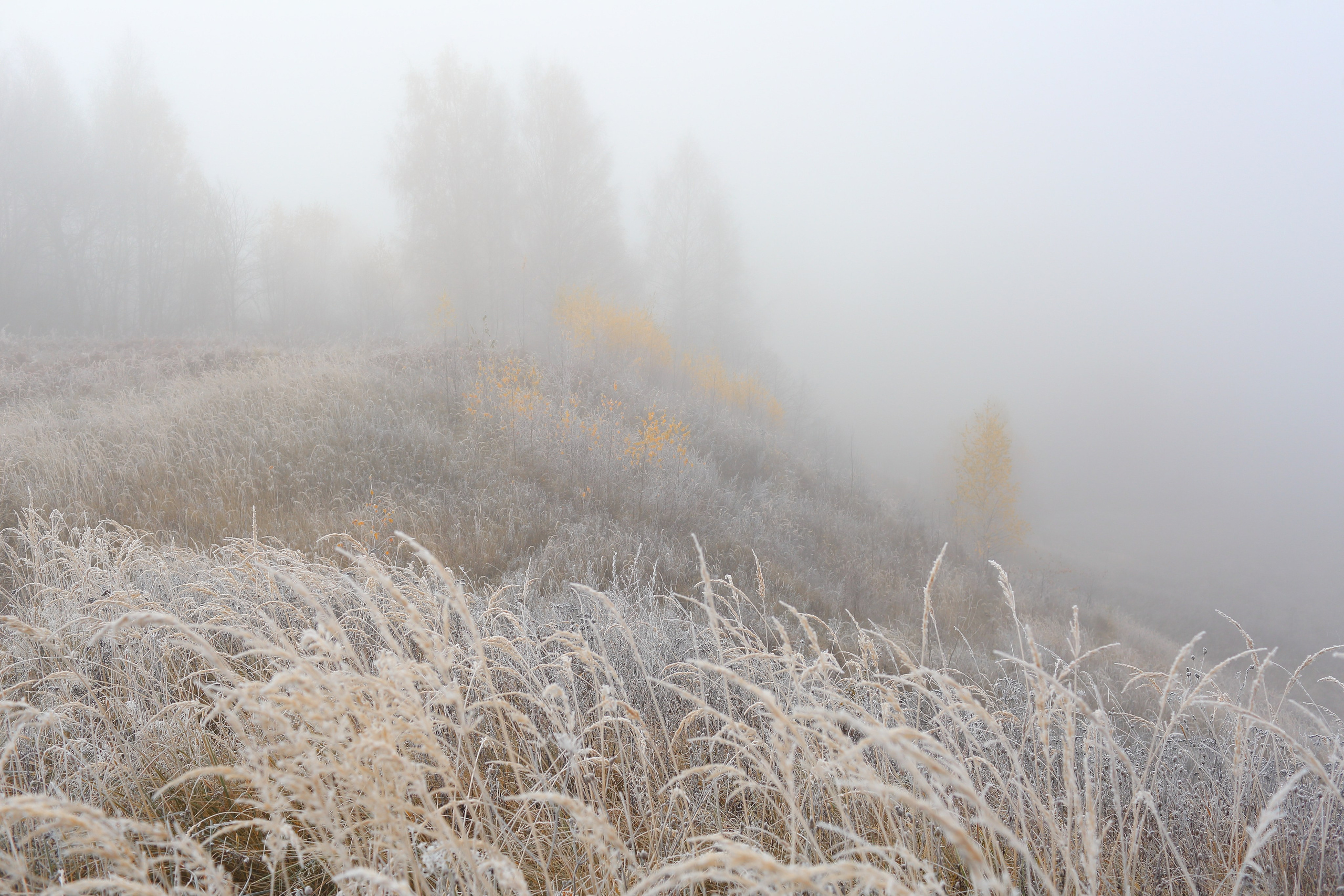 Туманный октябрь. Свадебный и репортажный фотограф в Ярославле и Санкт-Петербурге Роман Микрюков