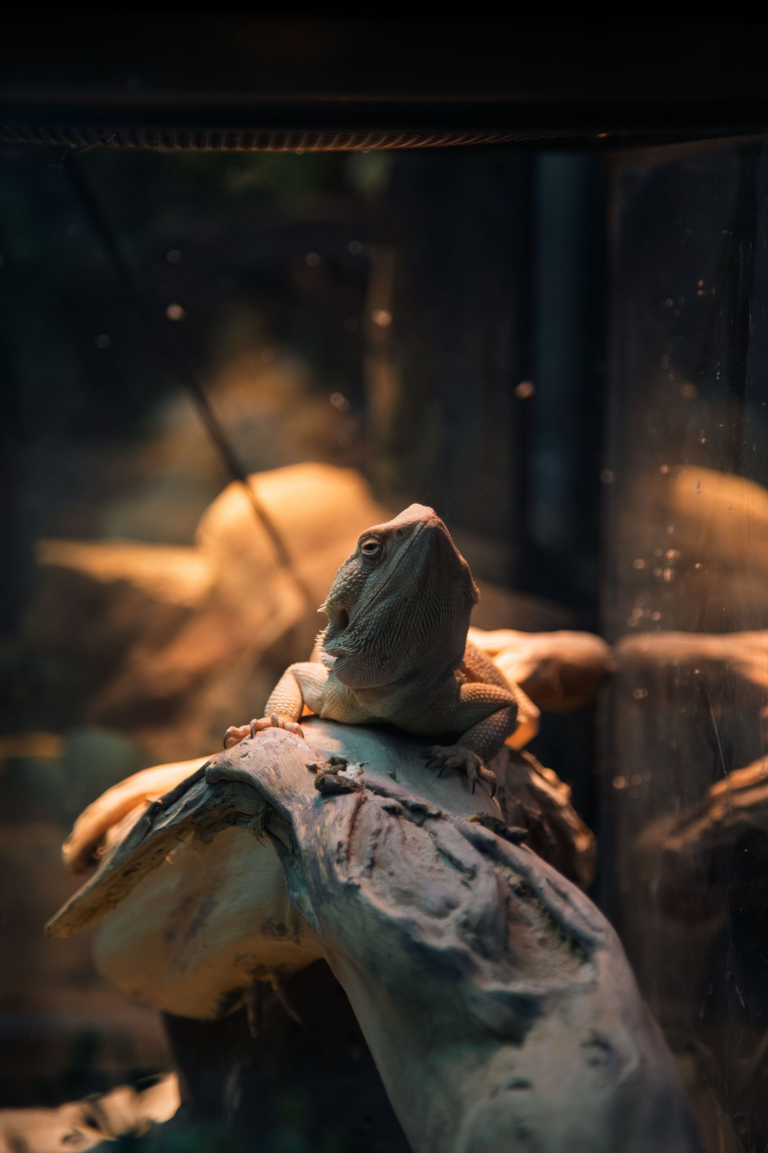 Китайский новый год 2025. Dmitriy [KCCC] is a pretty cool photographer