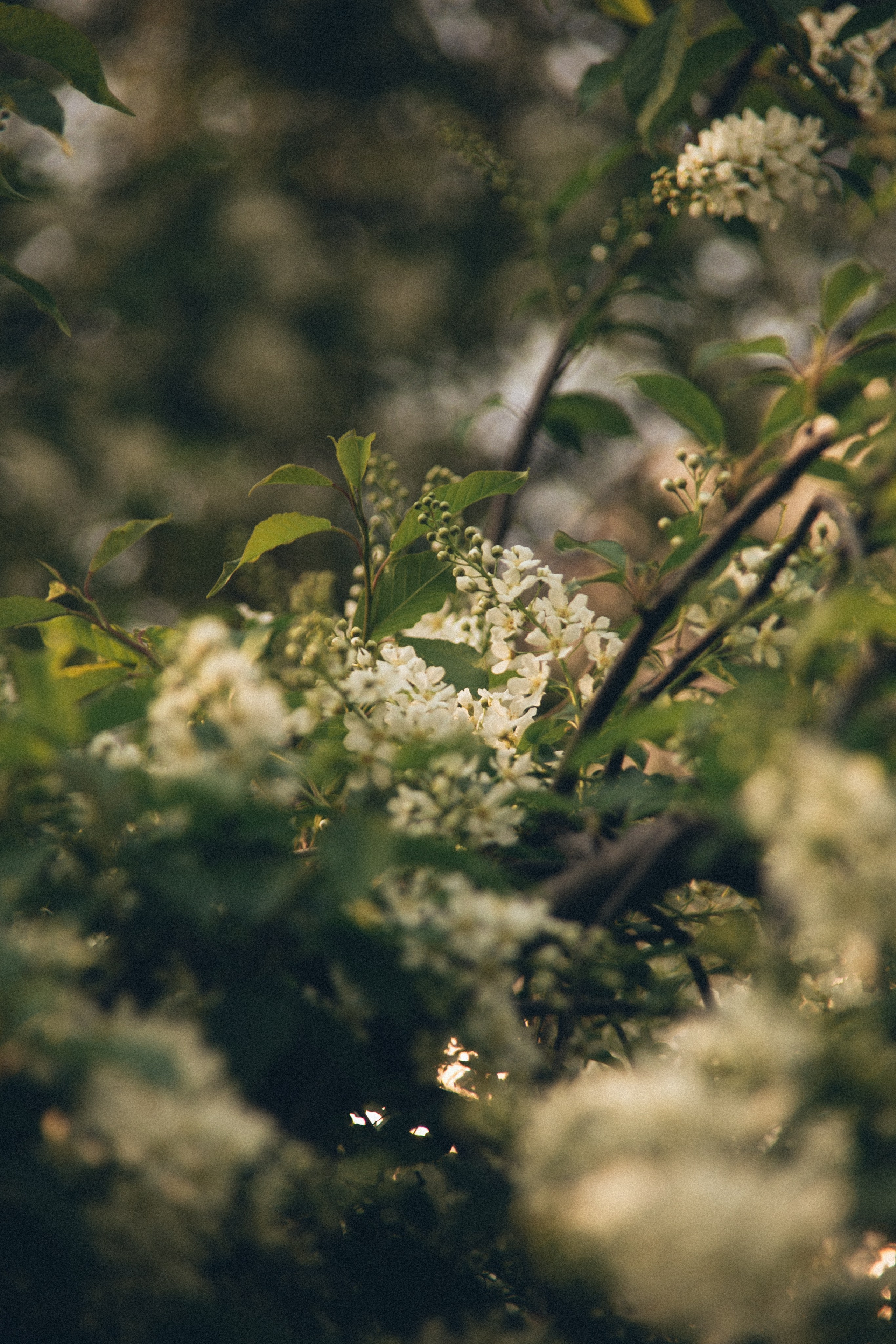 Природа. Darinishna Фэнтези-фотограф Хабаровск