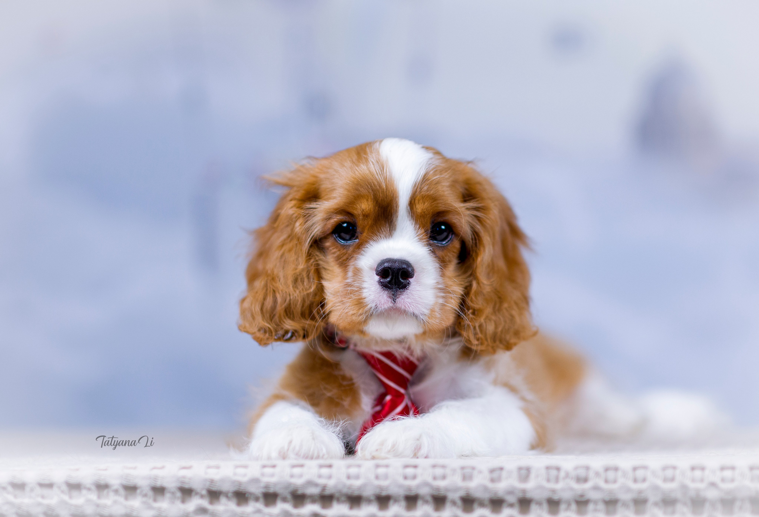 Кавалер-Кинг-Чарльз-Спаниель. Фотограф — анималист Татьяна Ли