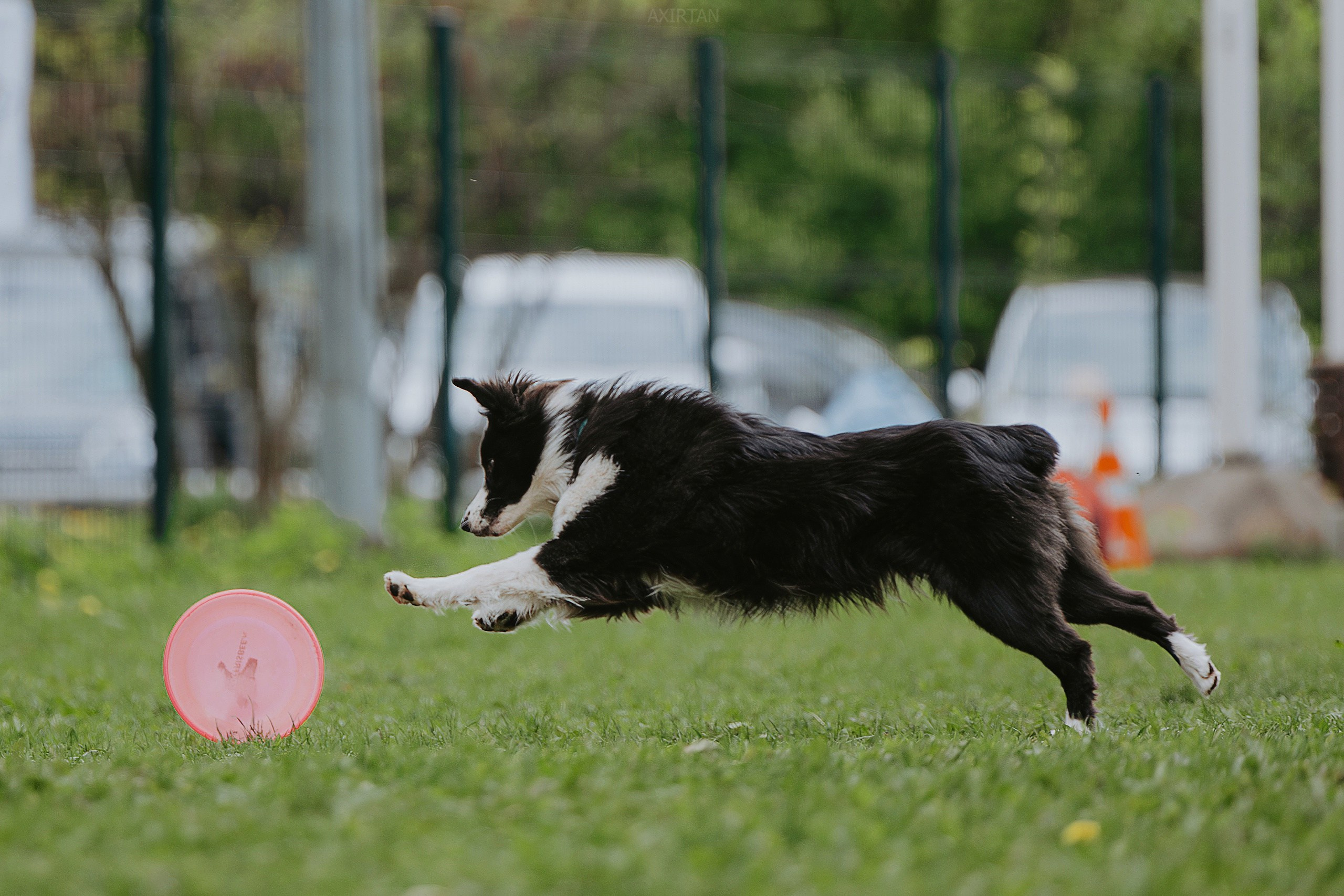 Кубрау. BLGKV питомник собак
