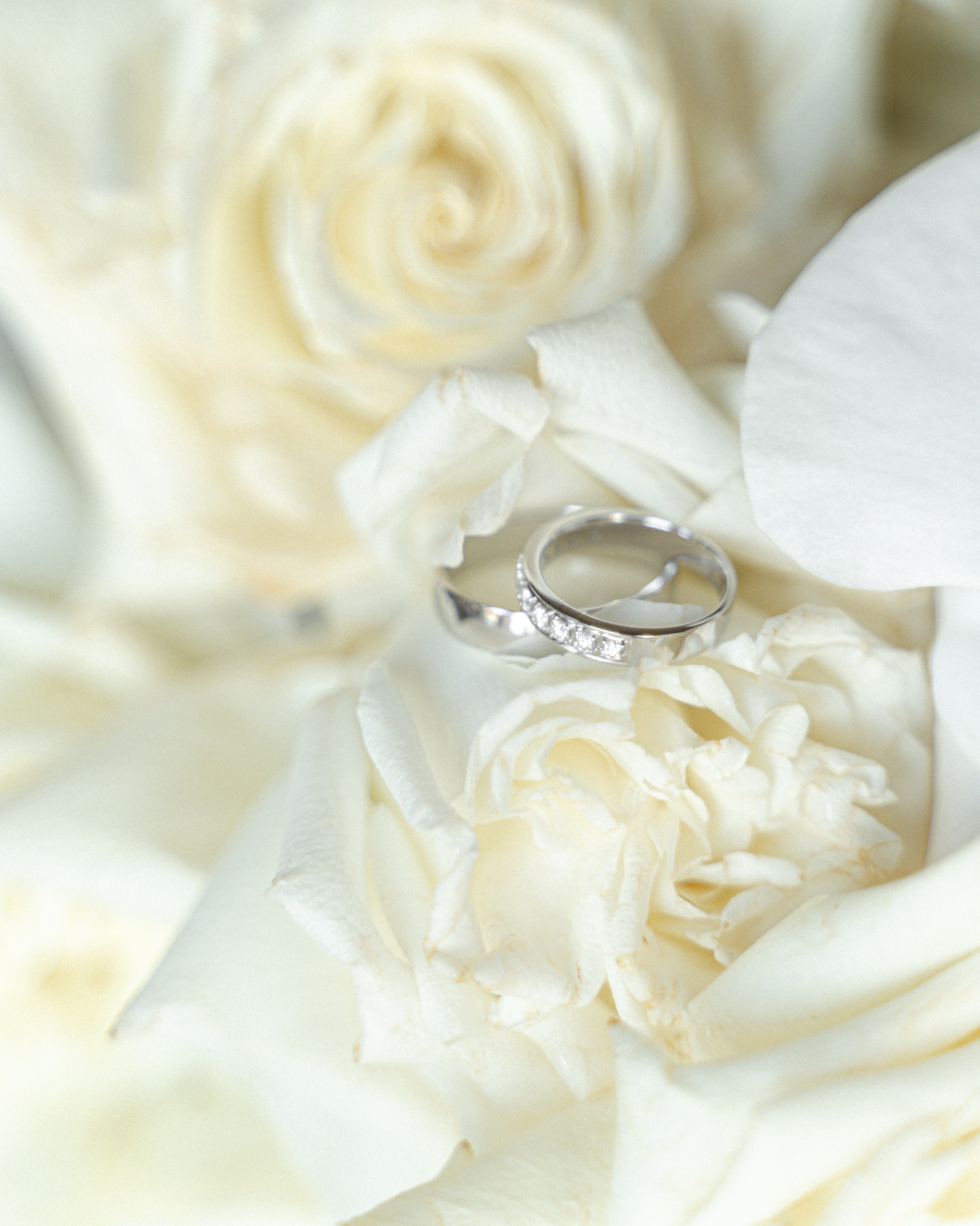 Kamran Olga. Alena Gribkova