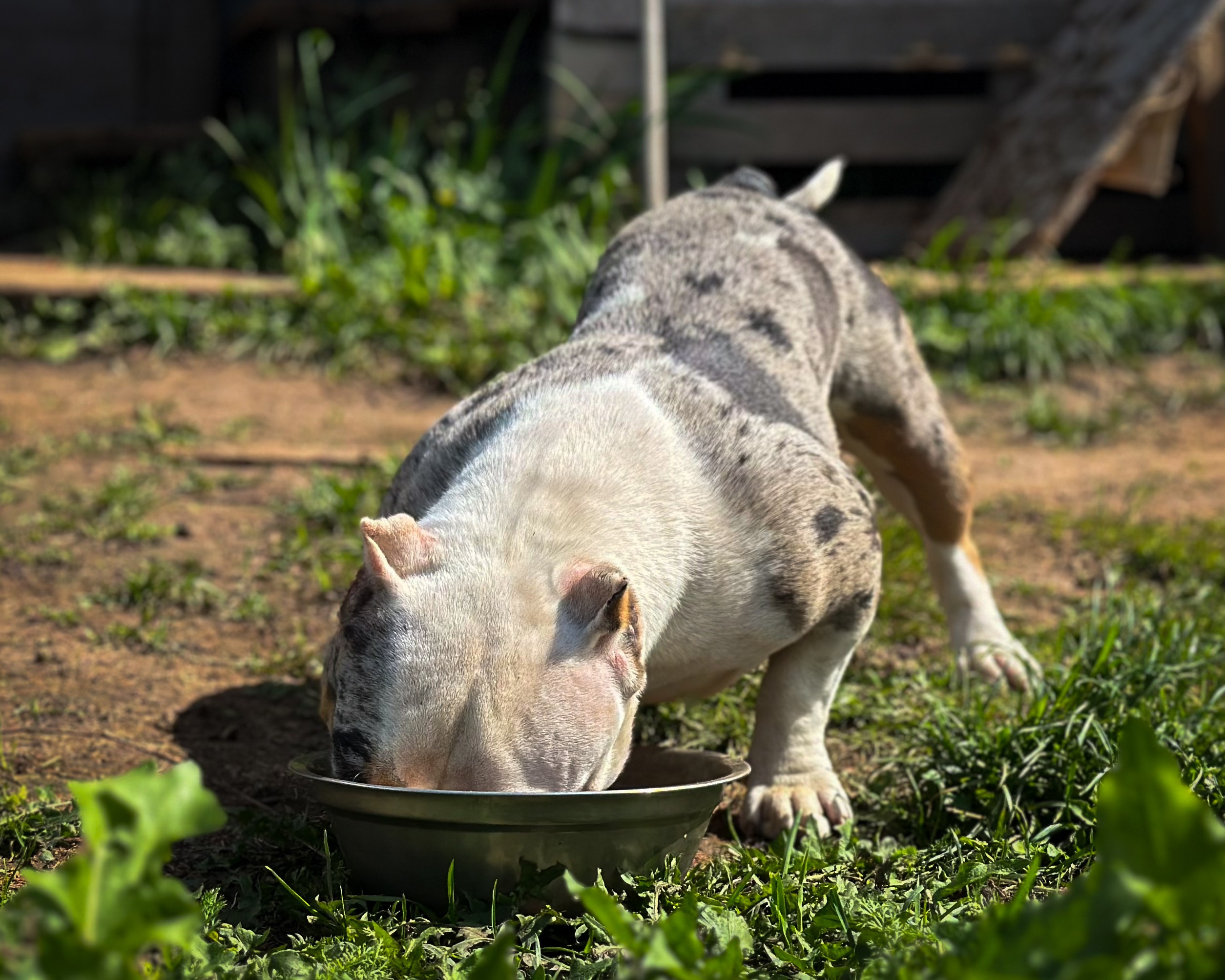 Saint-P Bully's Dynasty. Питомник американских булли Bounty Pride Bully