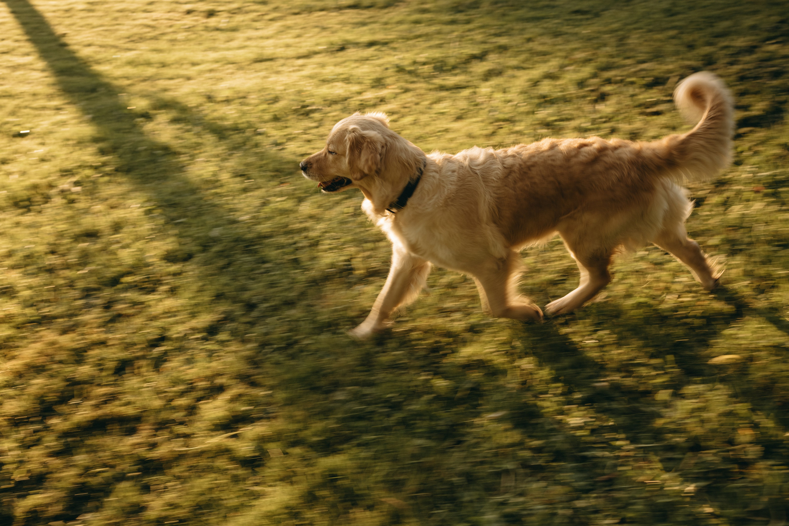 Пенни и ребята. Фотограф — Анималист | Санкт-Петербург