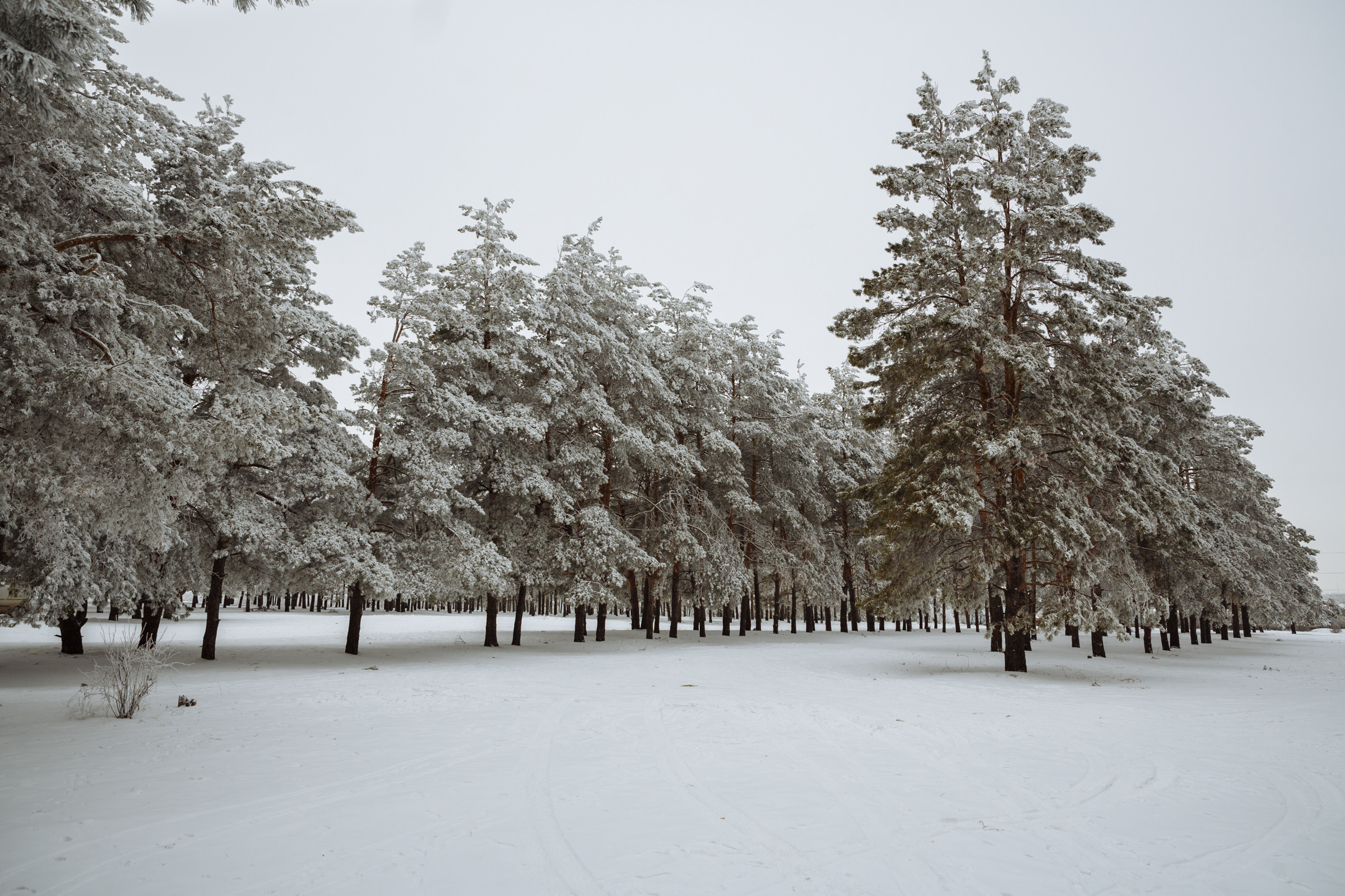 Геннадий и Ксения. Свадебный и репортажный фотограф в Волгограде Антон Сидоренко