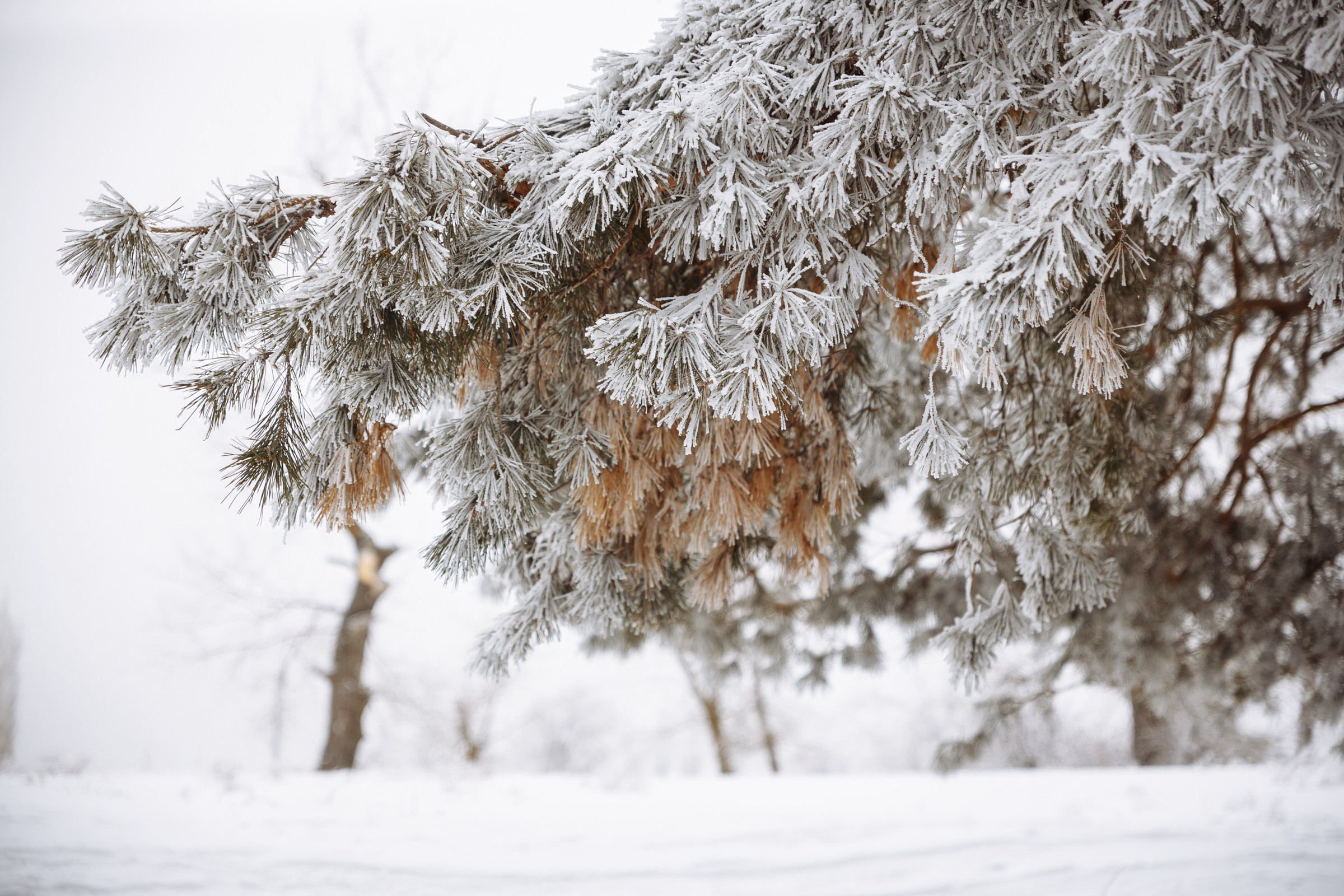 Геннадий и Ксения. Свадебный и репортажный фотограф в Волгограде Антон Сидоренко