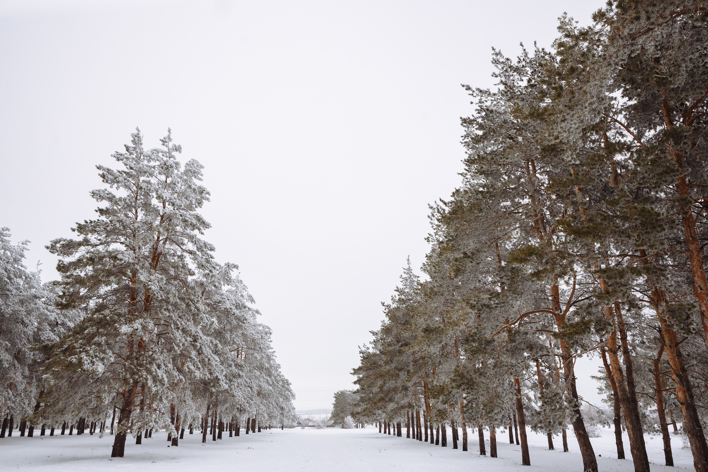 Геннадий и Ксения. Свадебный и репортажный фотограф в Волгограде Антон Сидоренко
