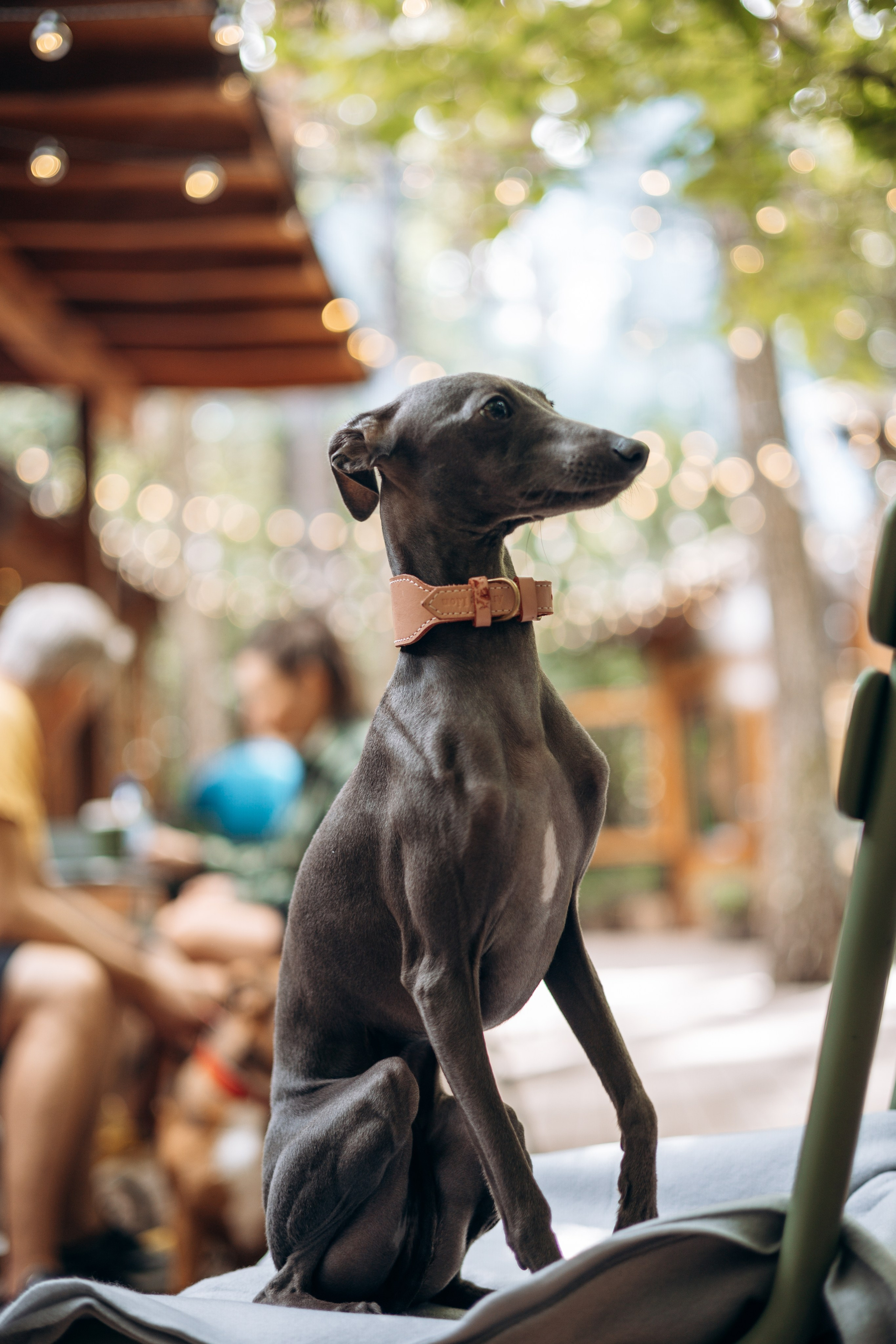 Лучик и ее семья. Фотограф — Анималист | Санкт-Петербург