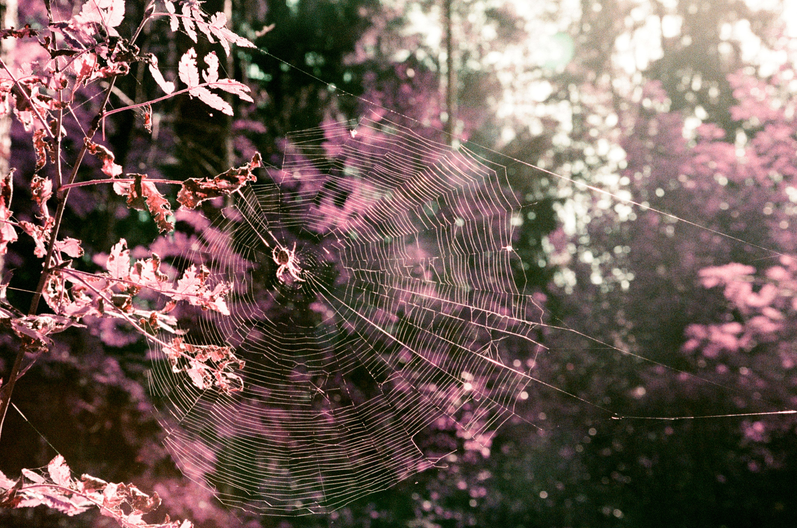 Lomochrome Purple. Варвара Цымбал