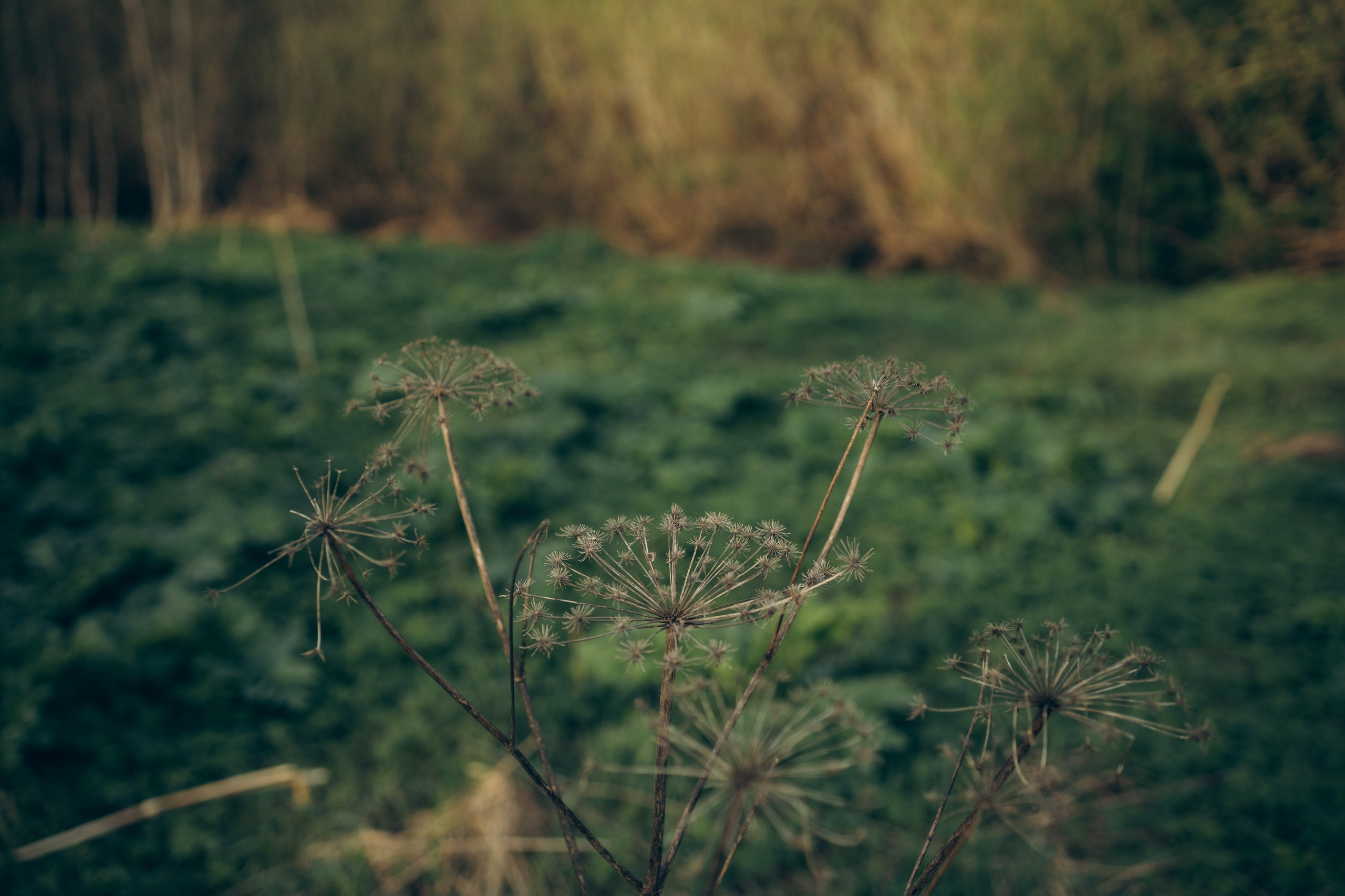 Istra. Женский фотограф Истра