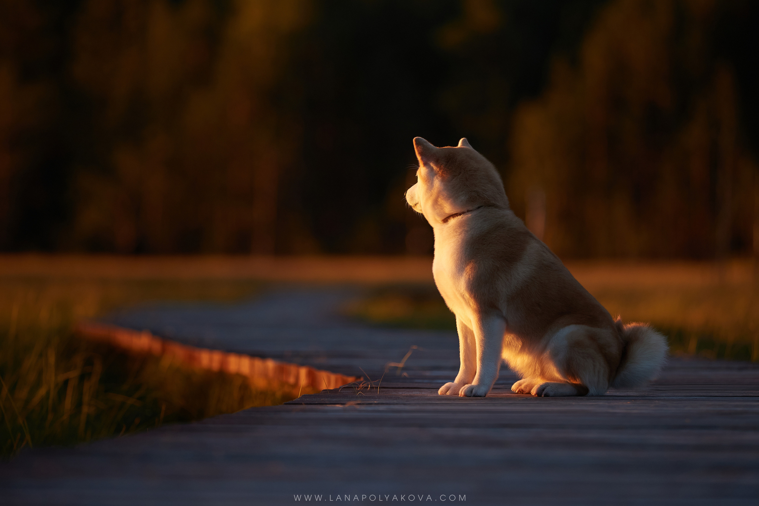 ФОТОГРАФ-АНИМАЛИСТ l LANA POLYAKOVA