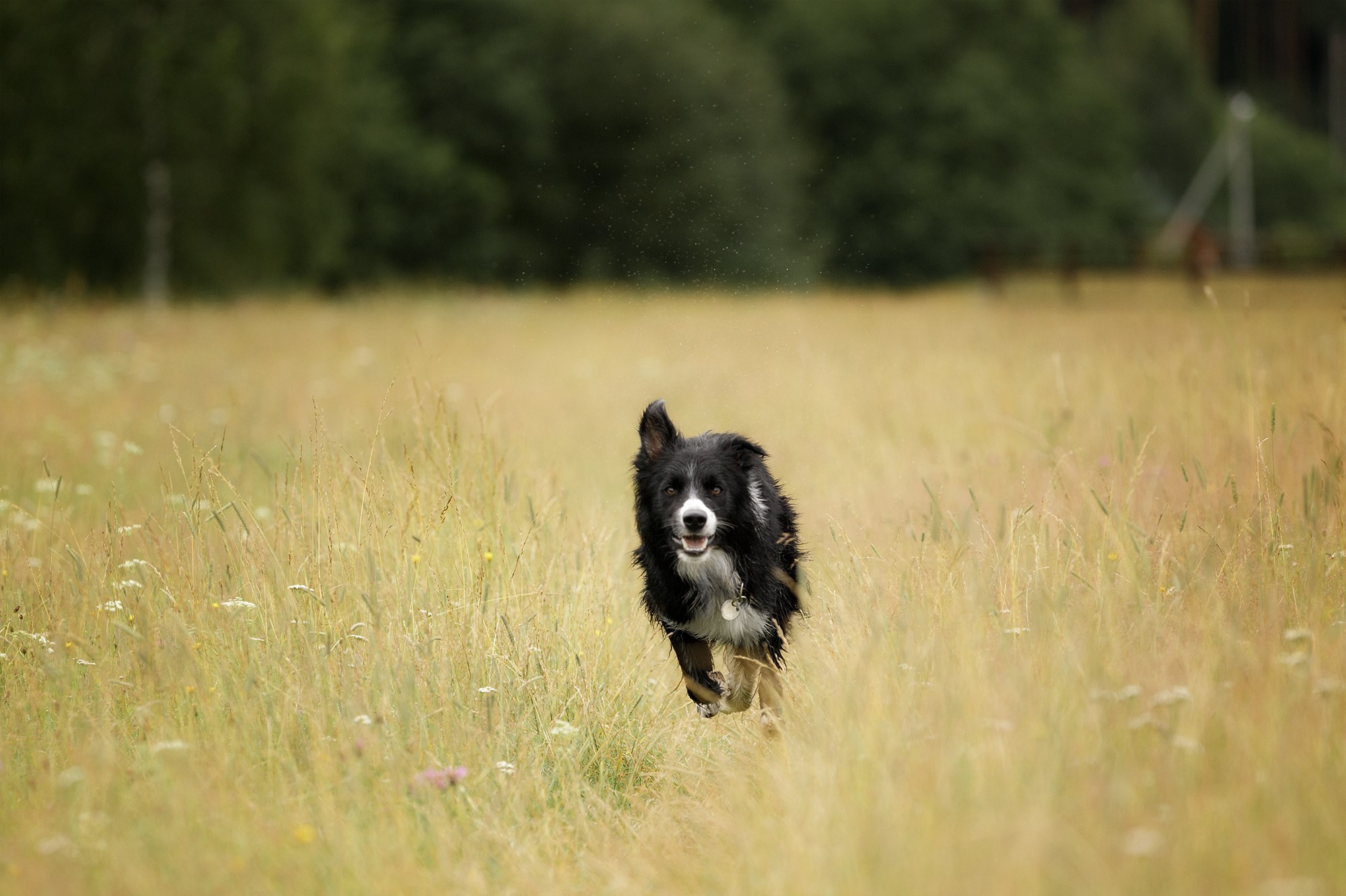 Стив и Аня. Фотопрогулка в Горыныче. Фотограф-анималист в Калуге Мария Шерскова