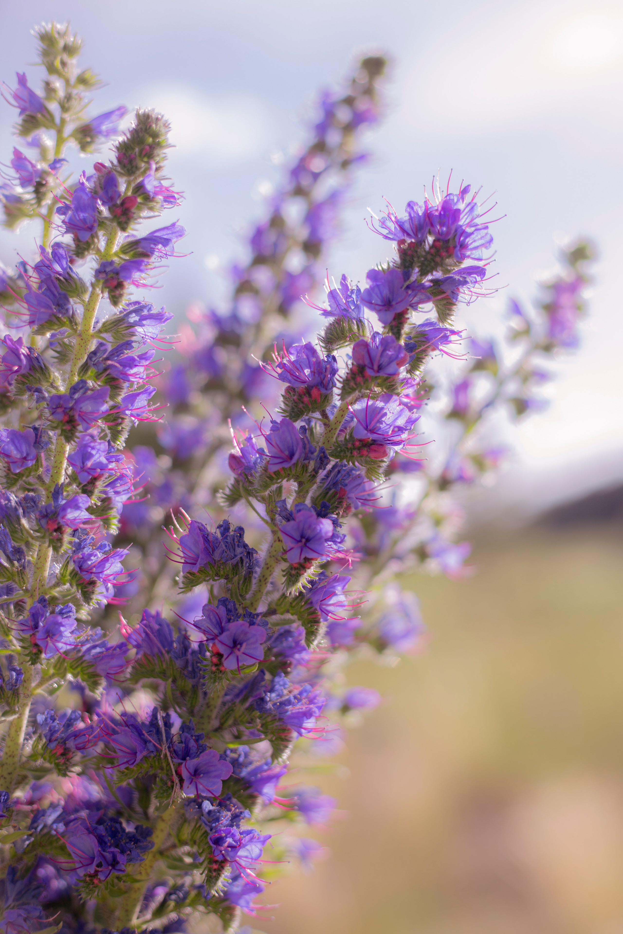 Просто красиво. Детский и семейный фотограф Барнаул Татьяна Губанова