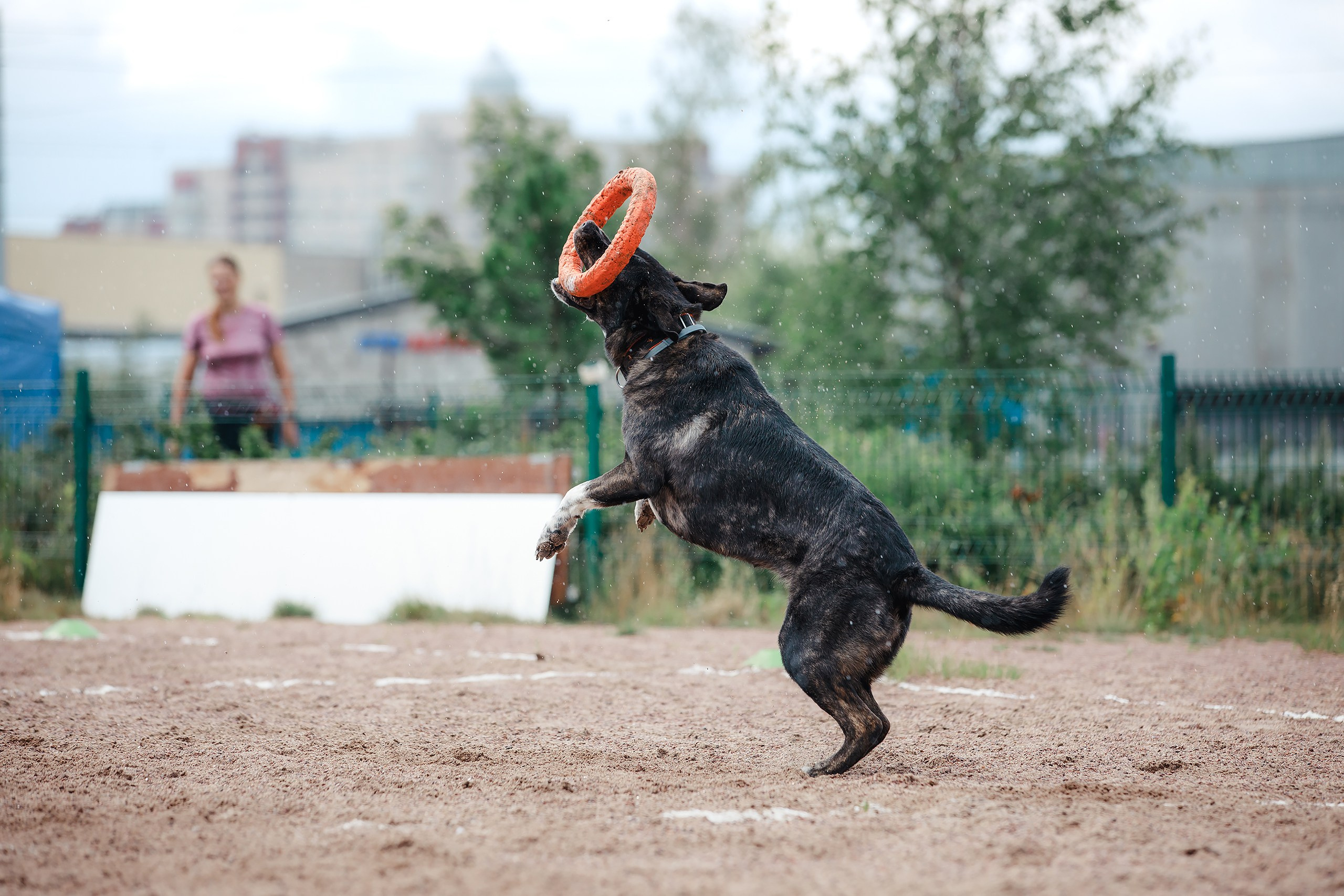Питч&Гоу + веселые старты. Фотограф-анималист Mary Mart — Москва, Питер